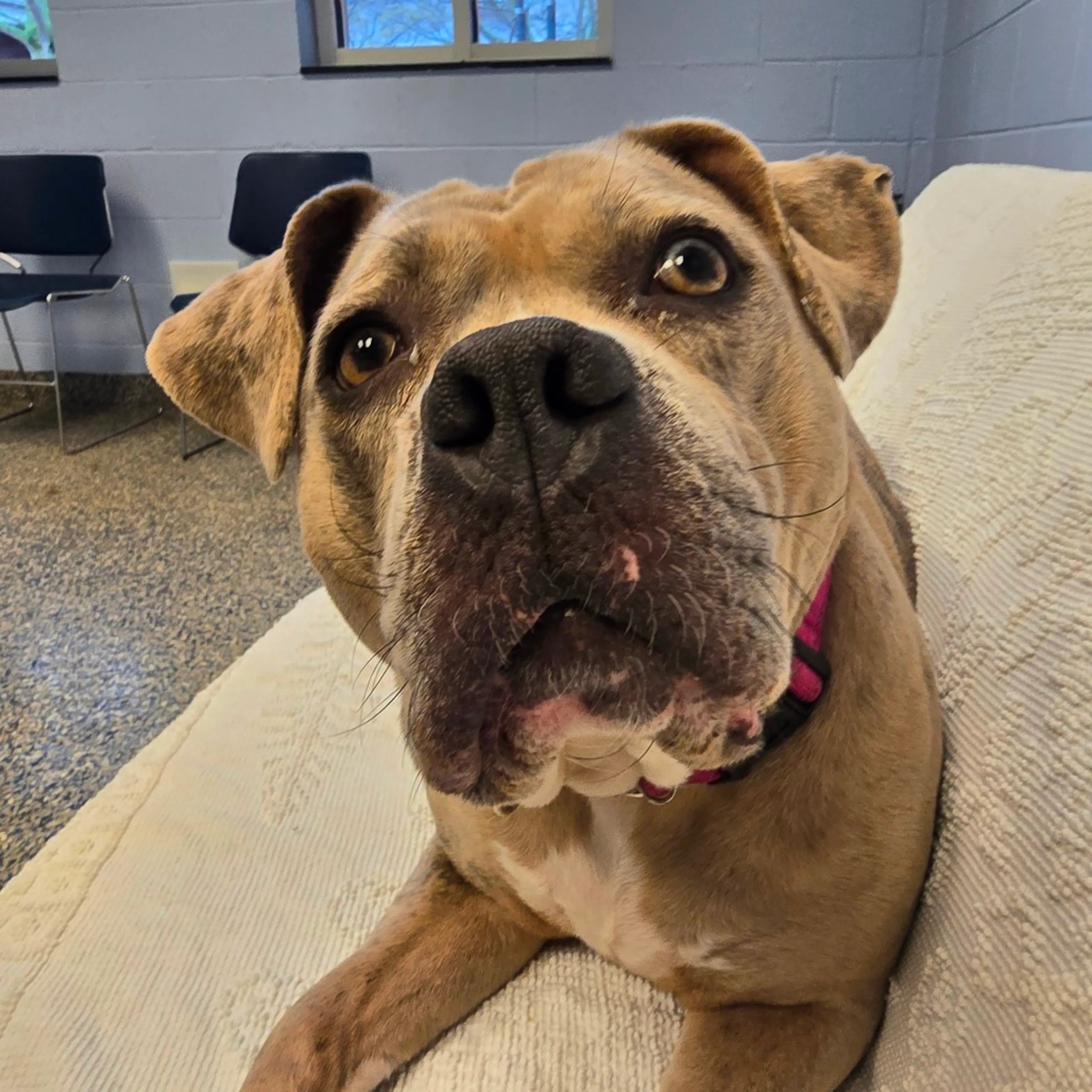 Found pet-52