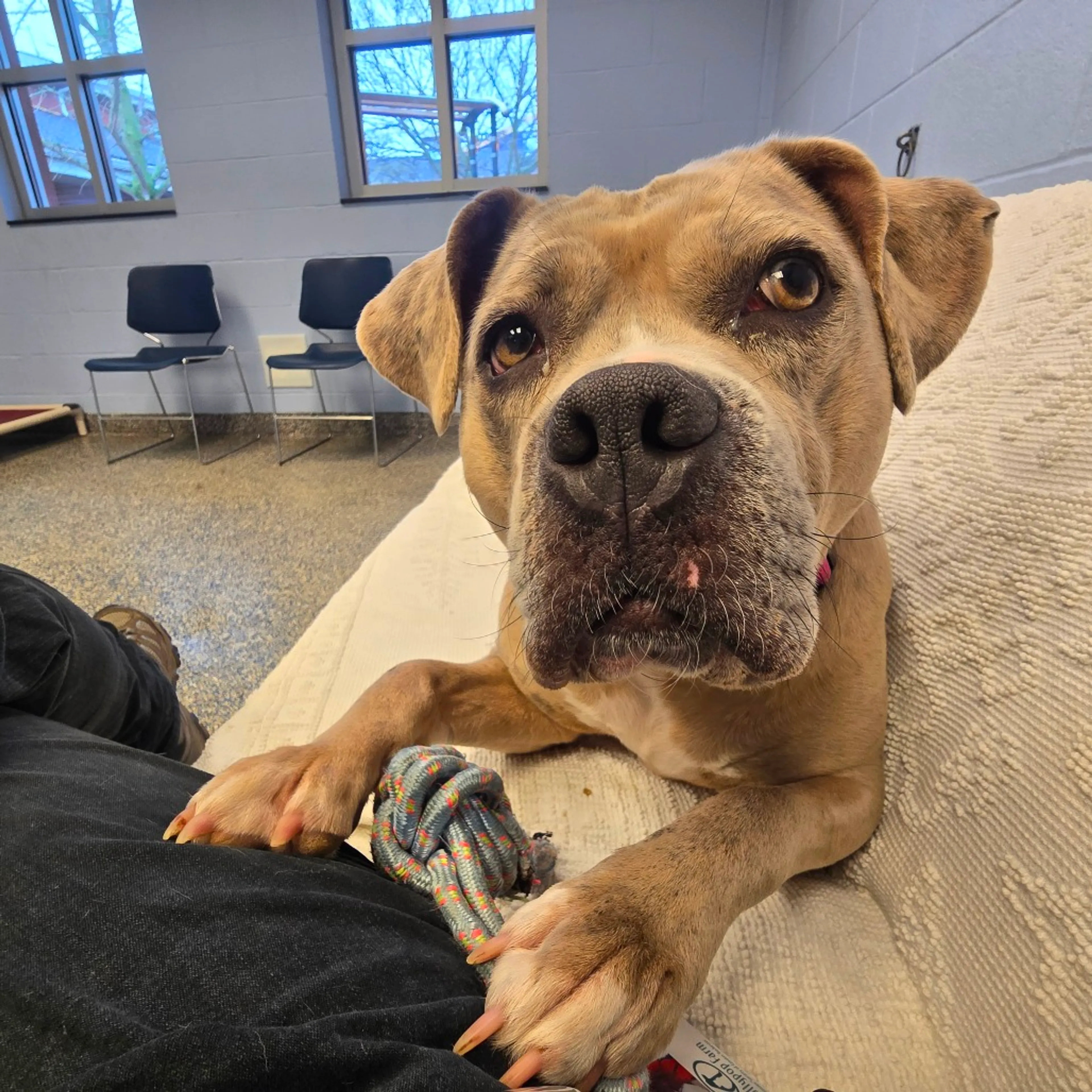 Found pet-53
