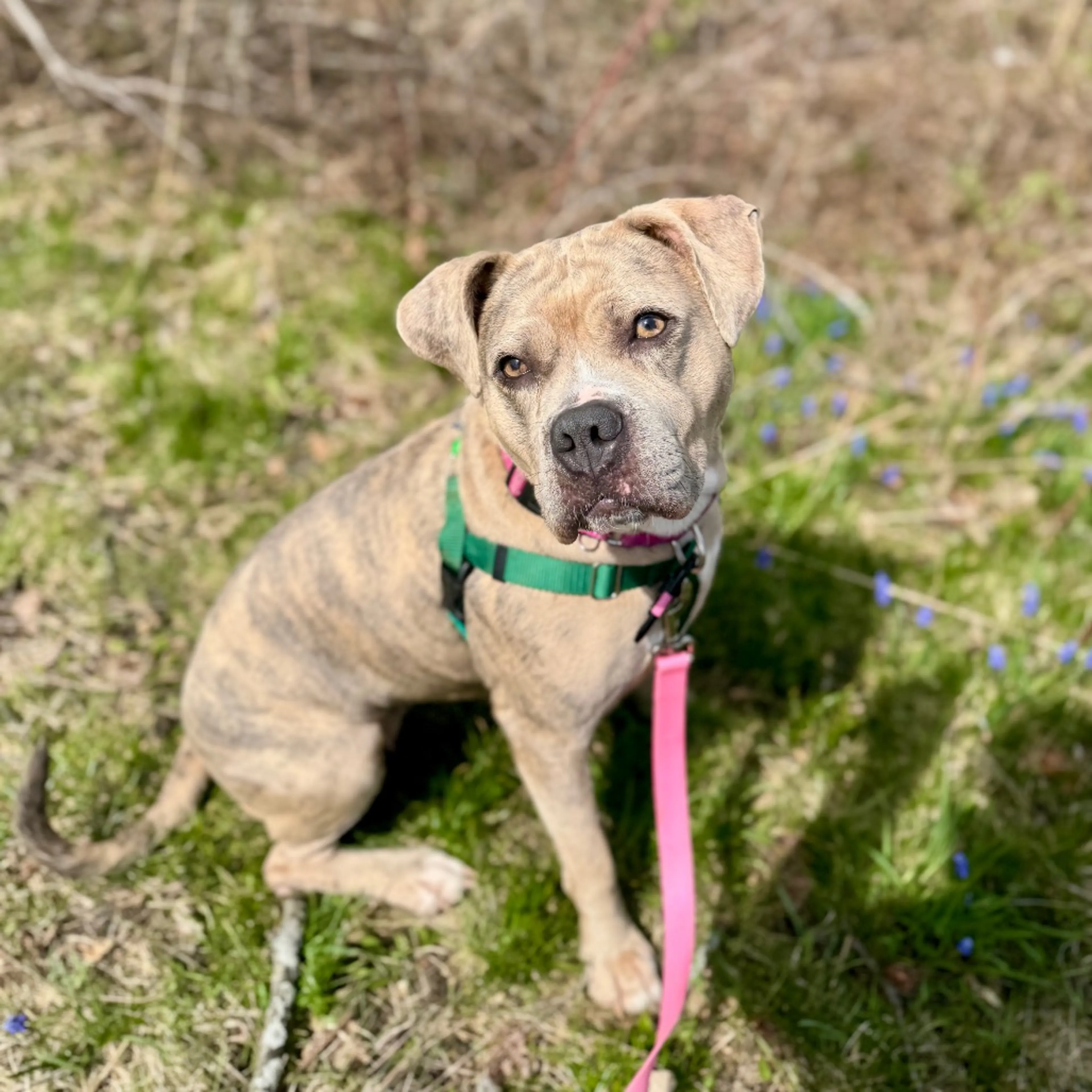 Found pet-41