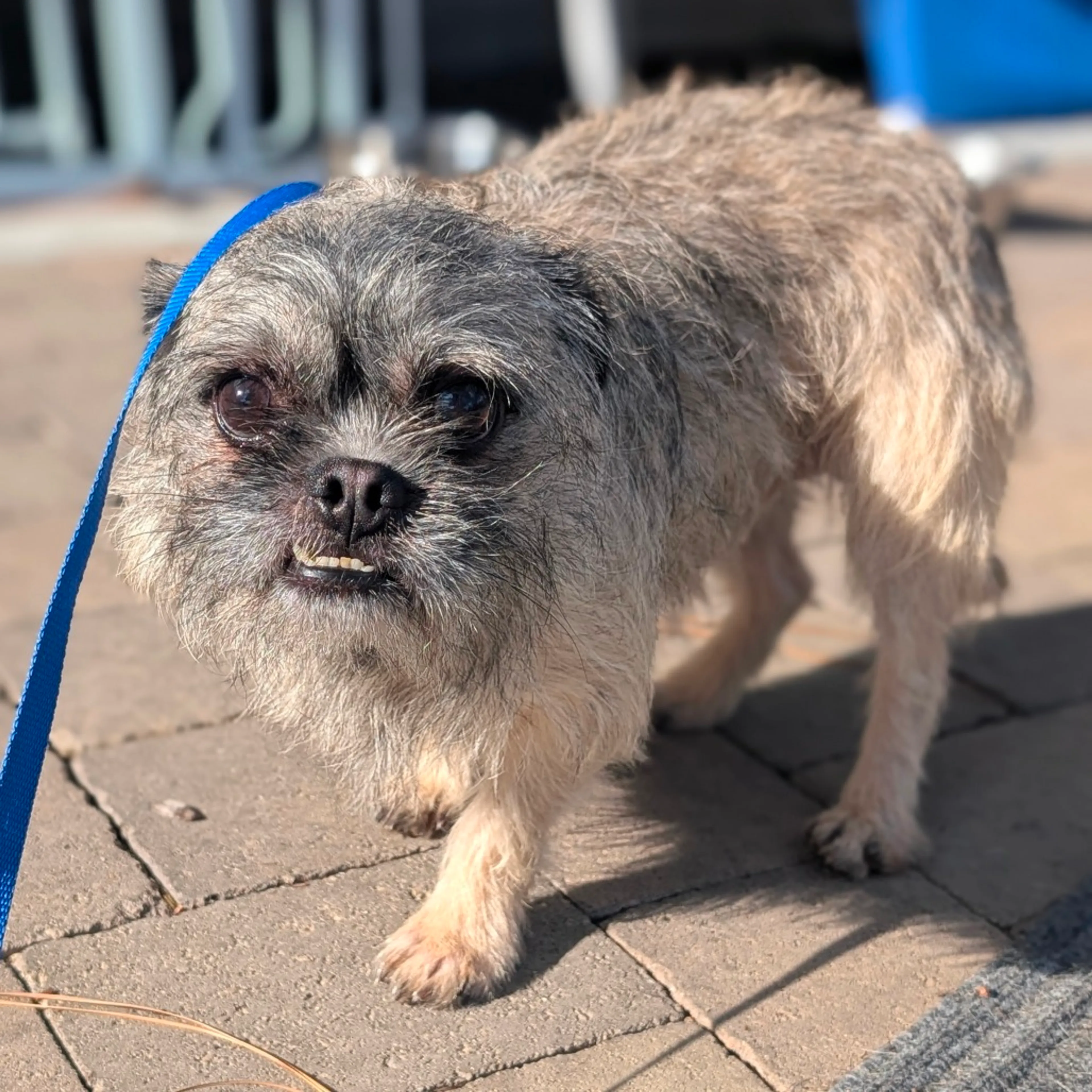 Found pet-3