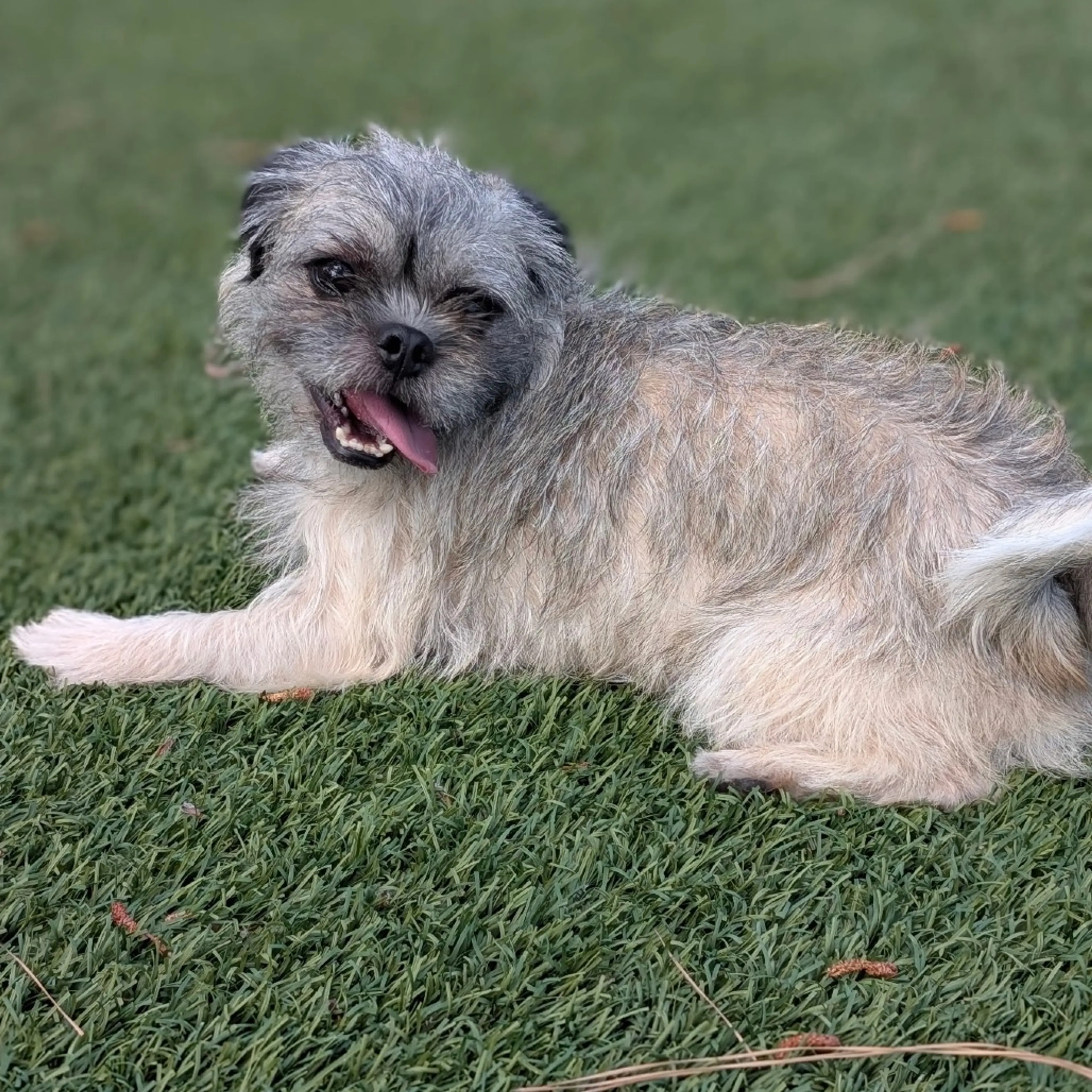 Found pet-17