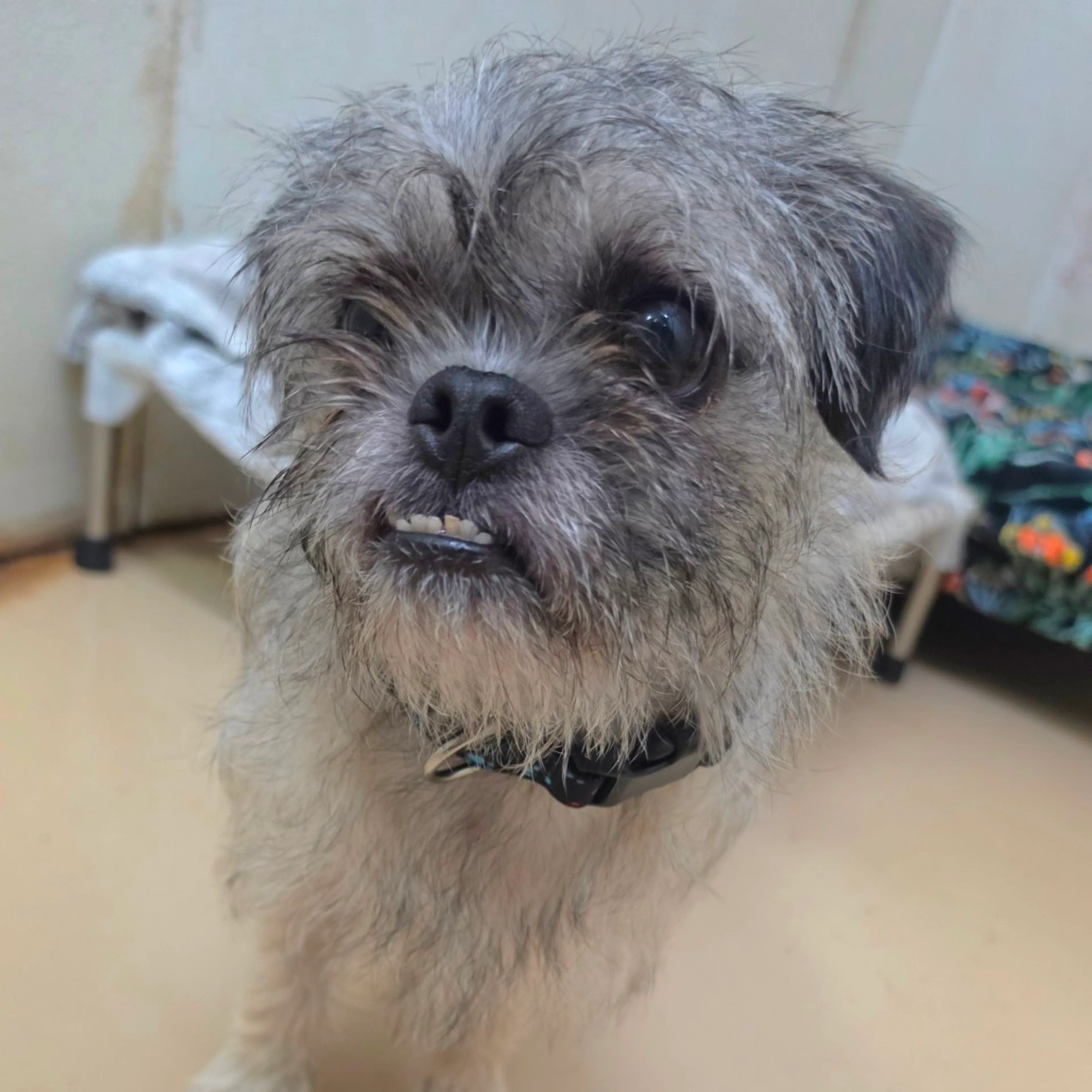 Found pet-20