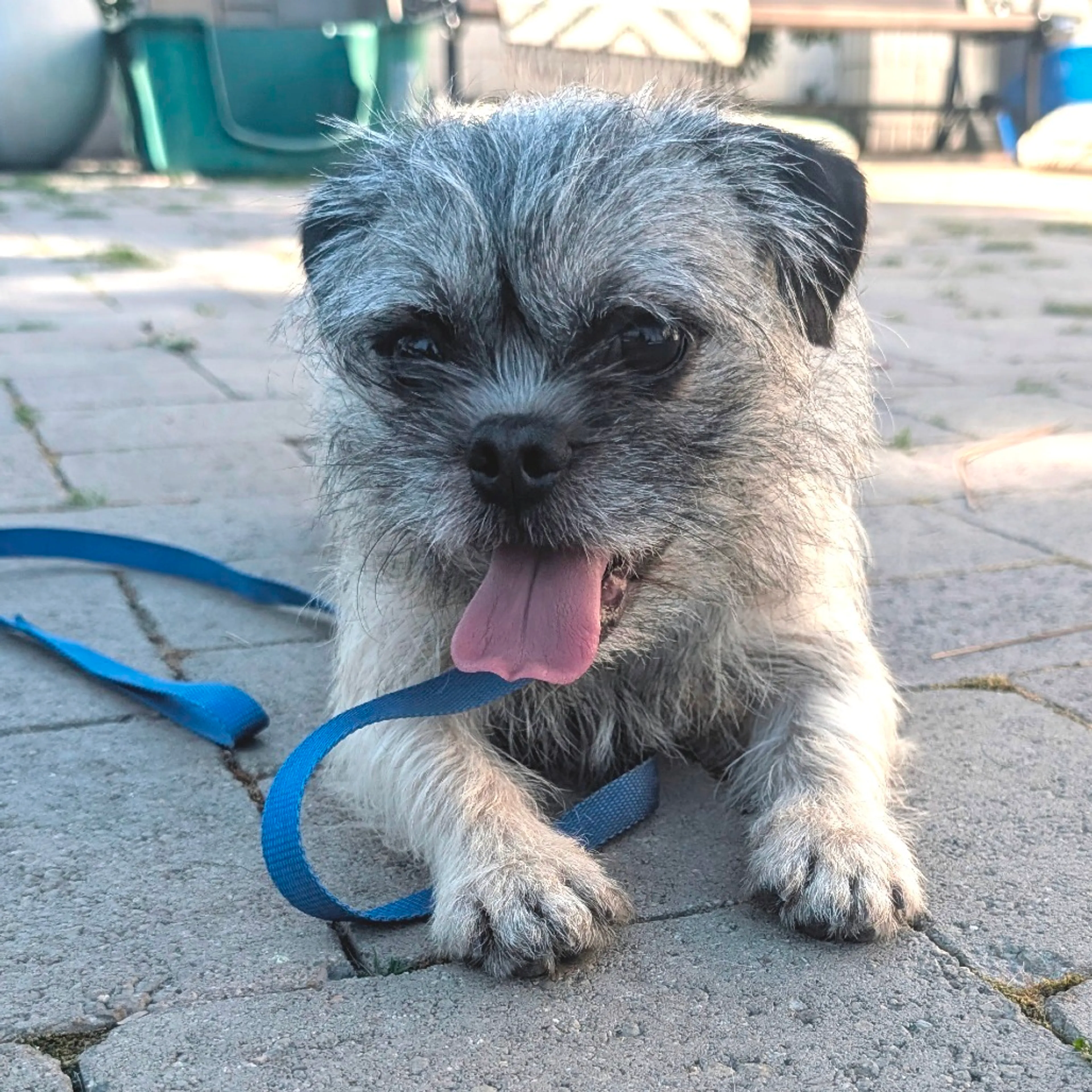 Found pet-11