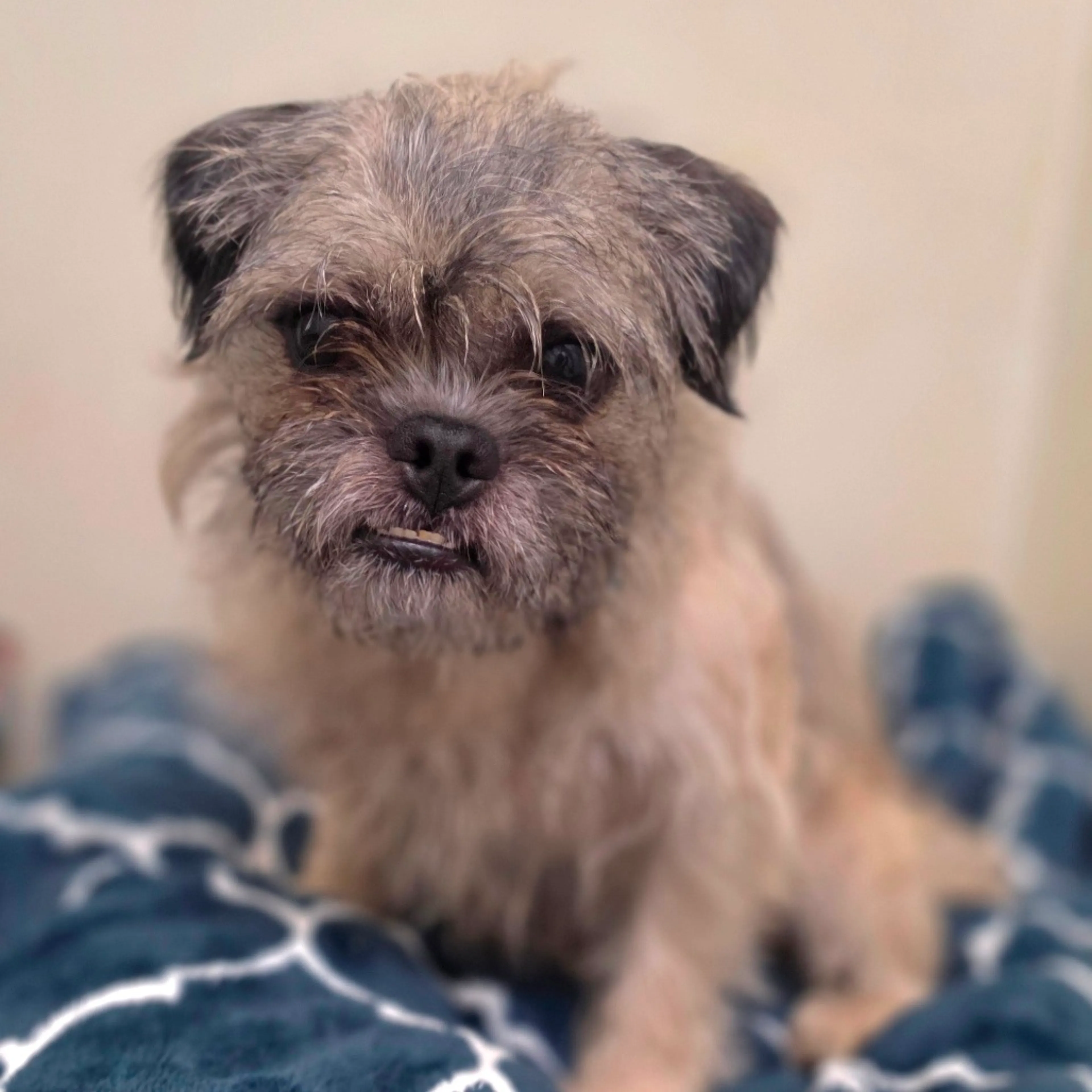 Found pet-19