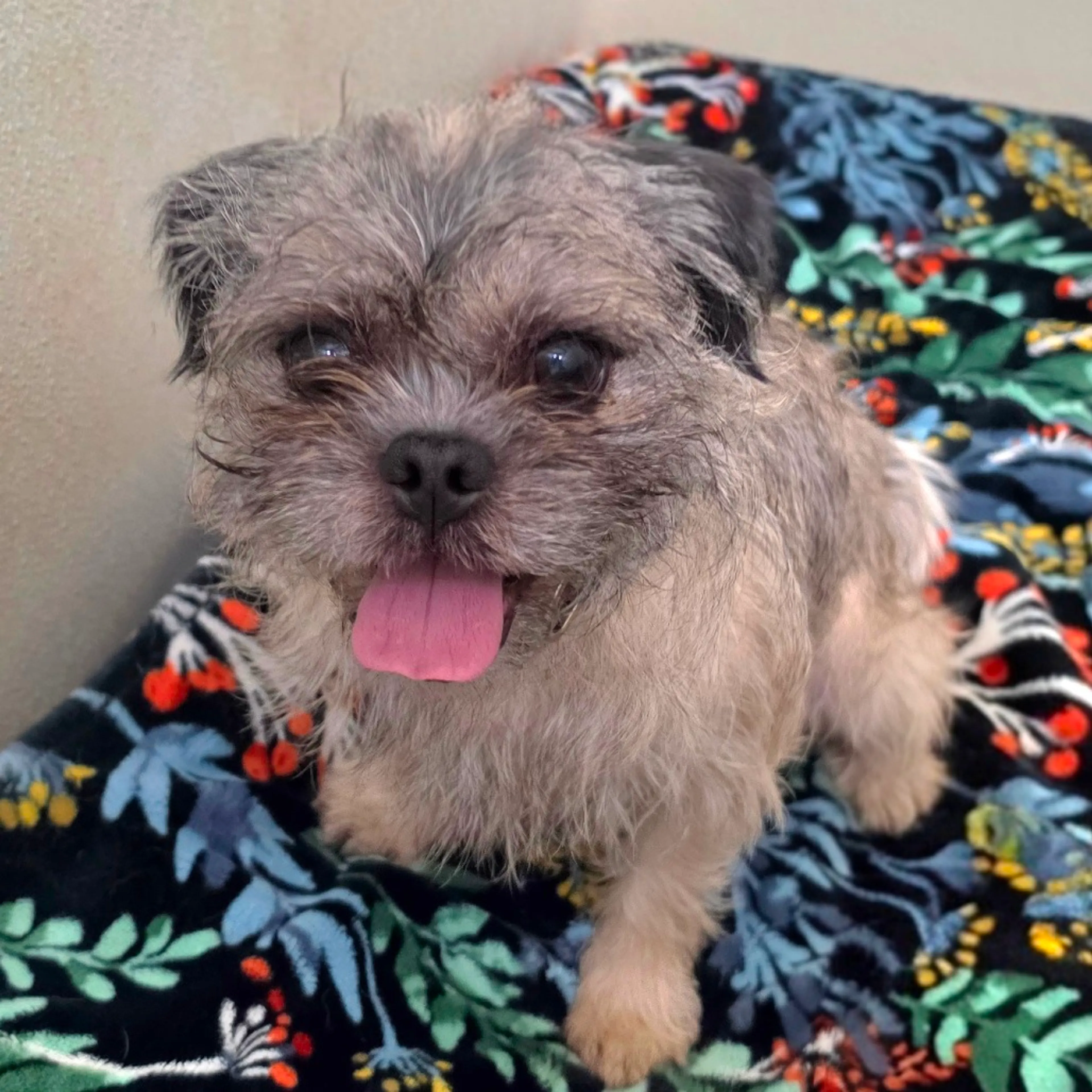 Found pet-21