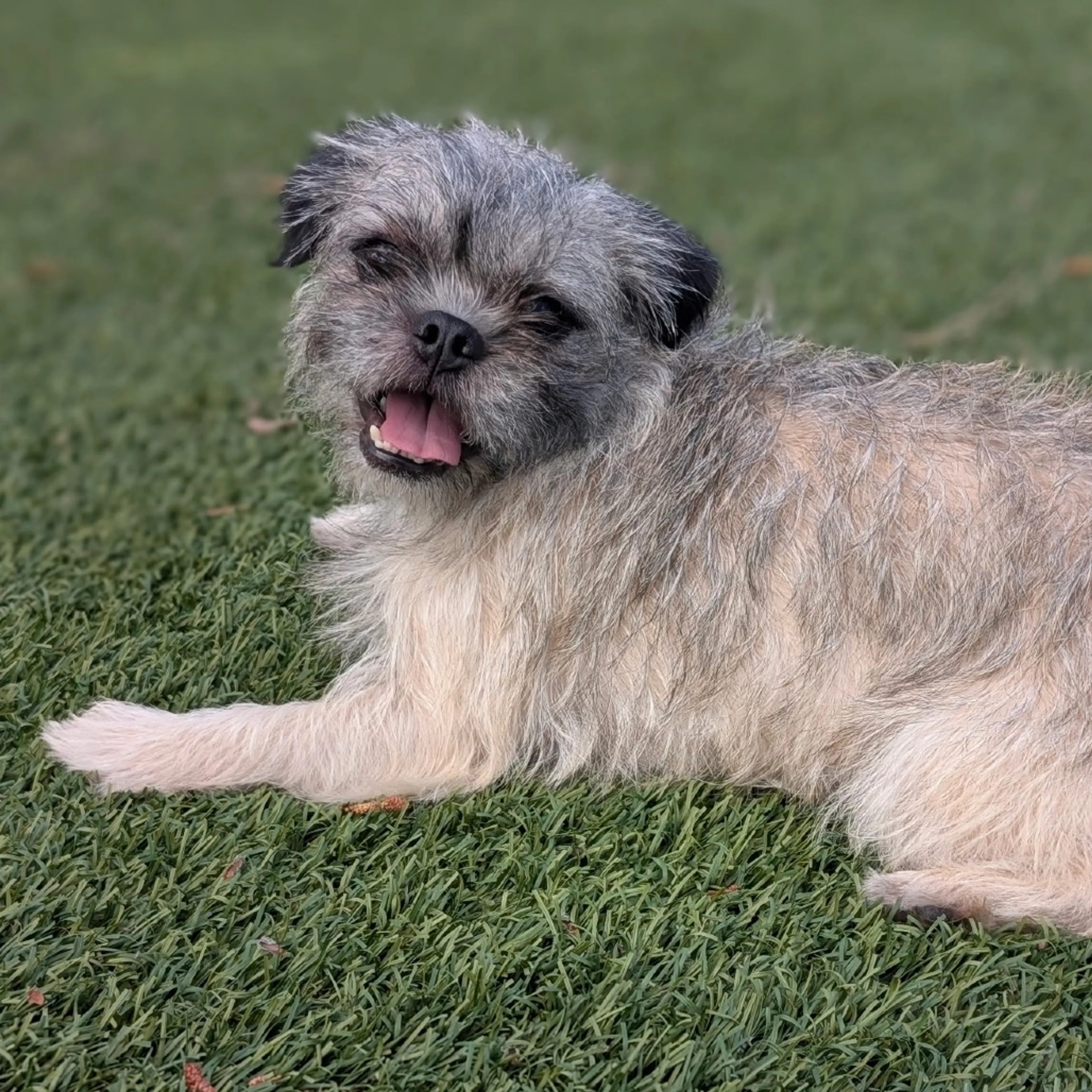 Found pet-18