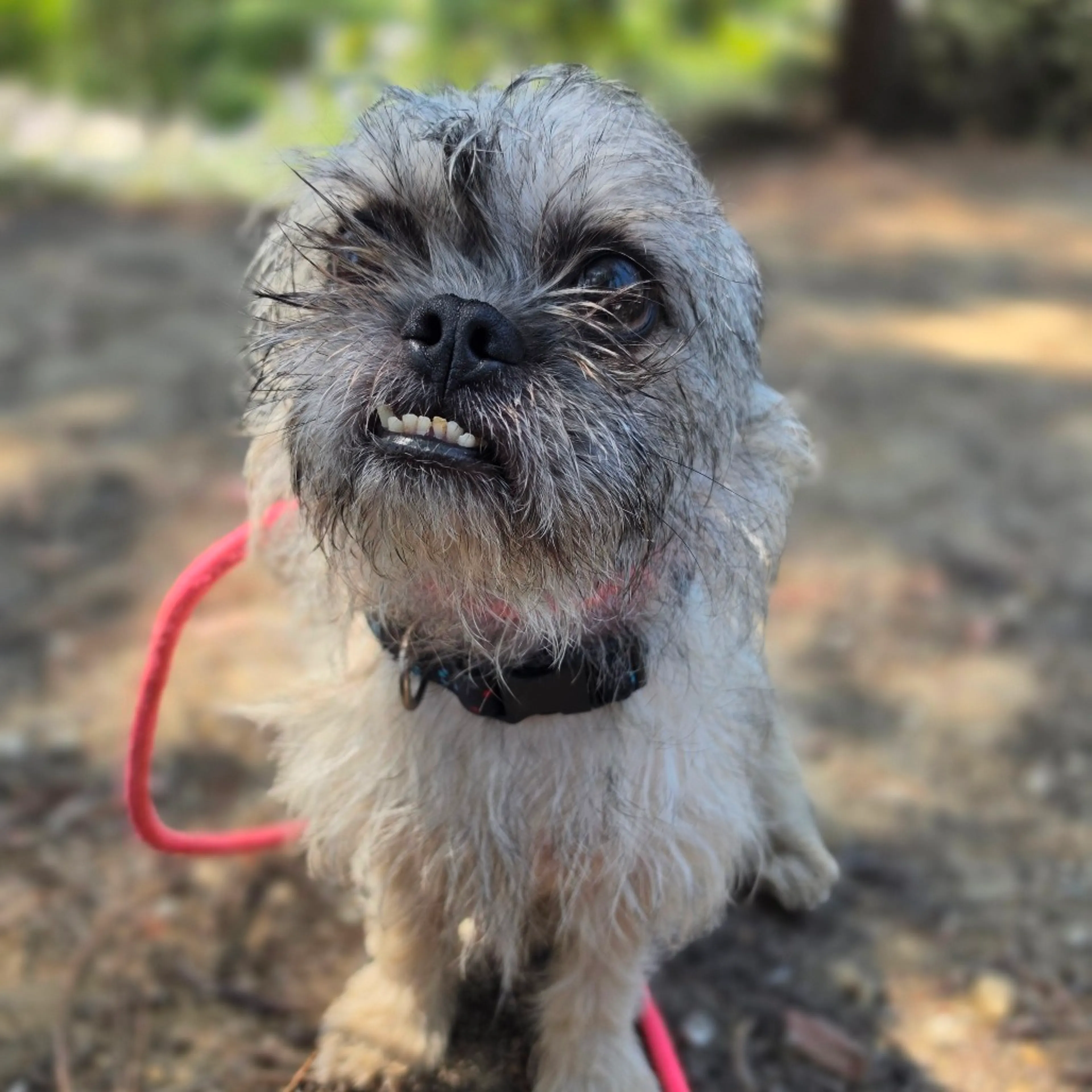 Found pet-23