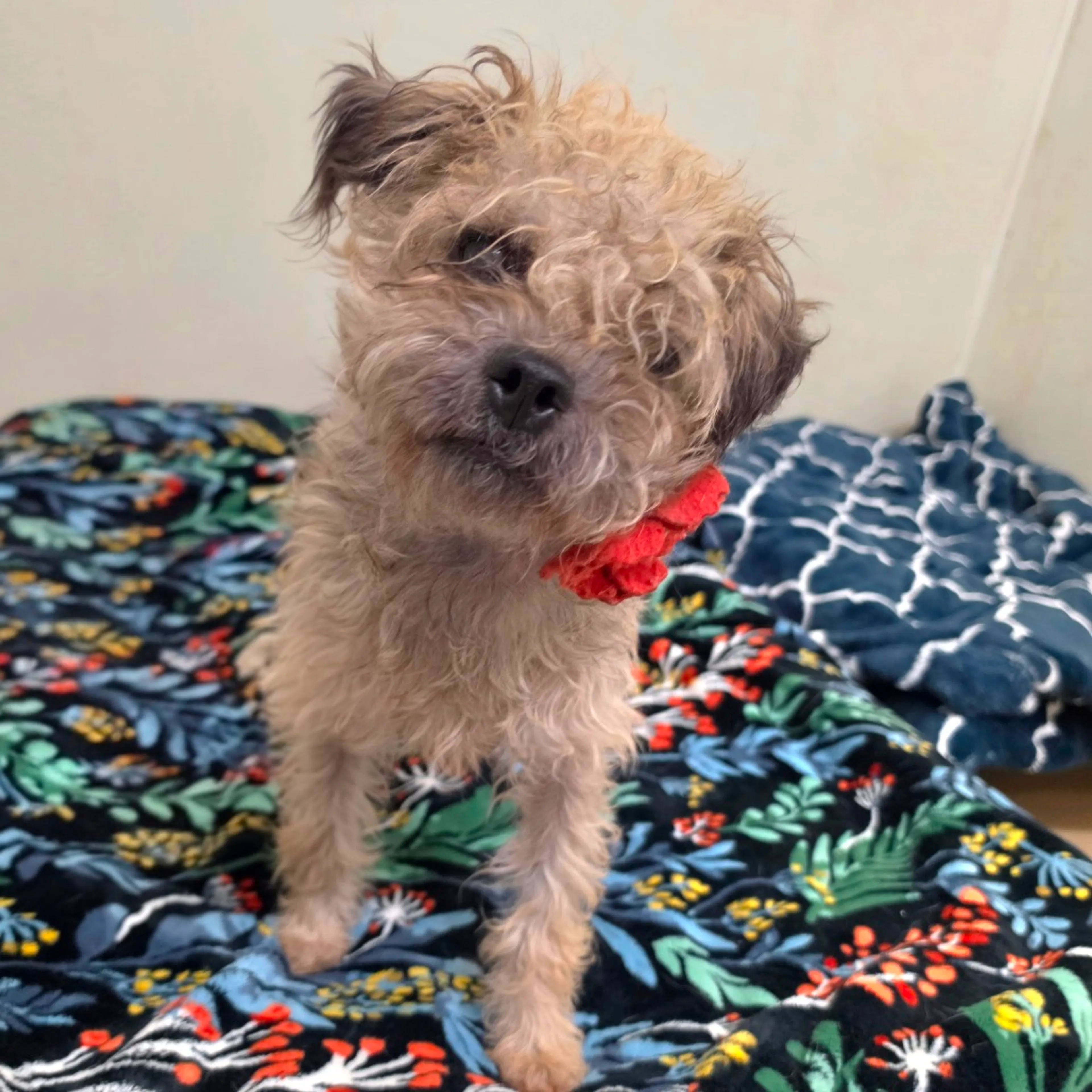 Found pet-26