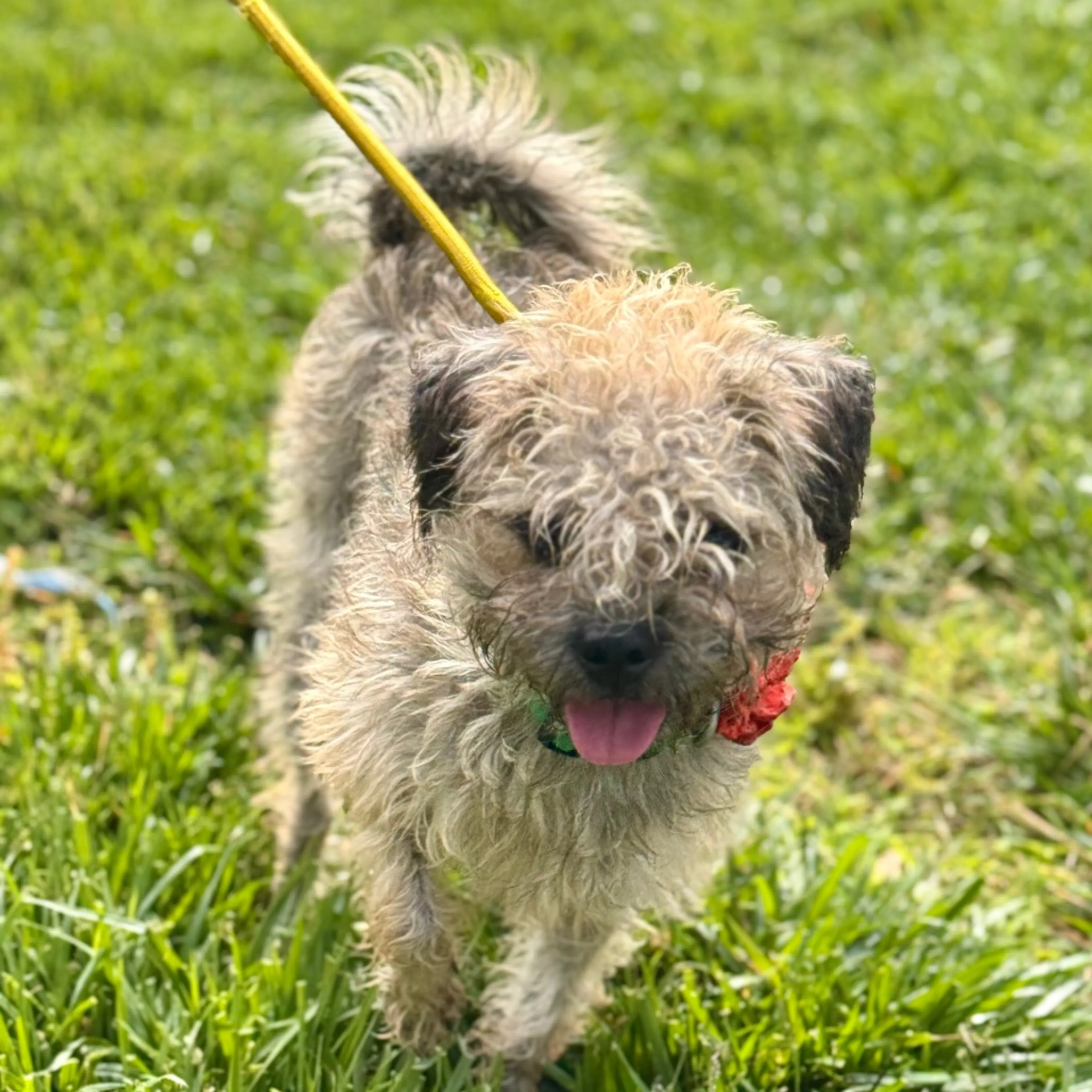 Found pet-27