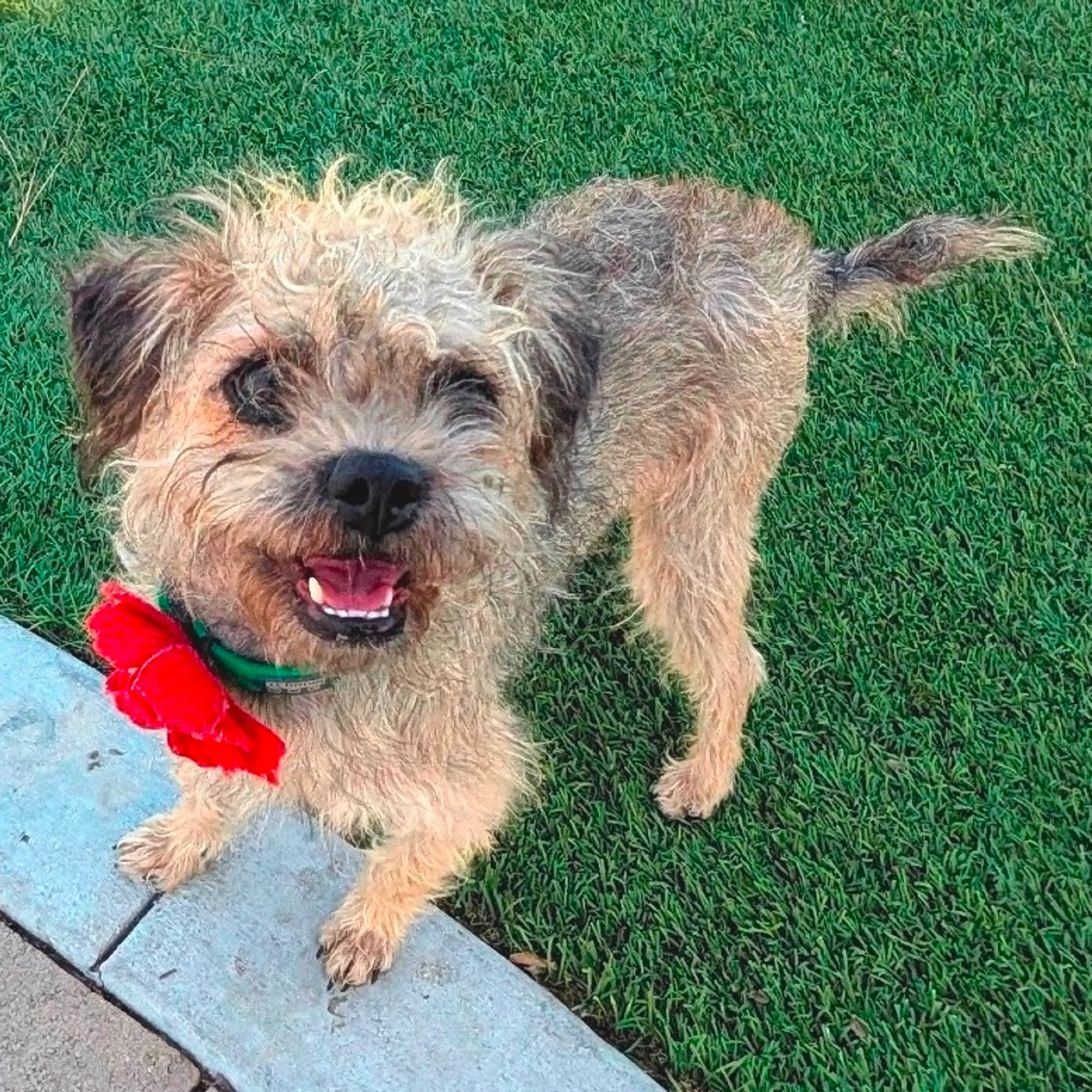 Found pet-24