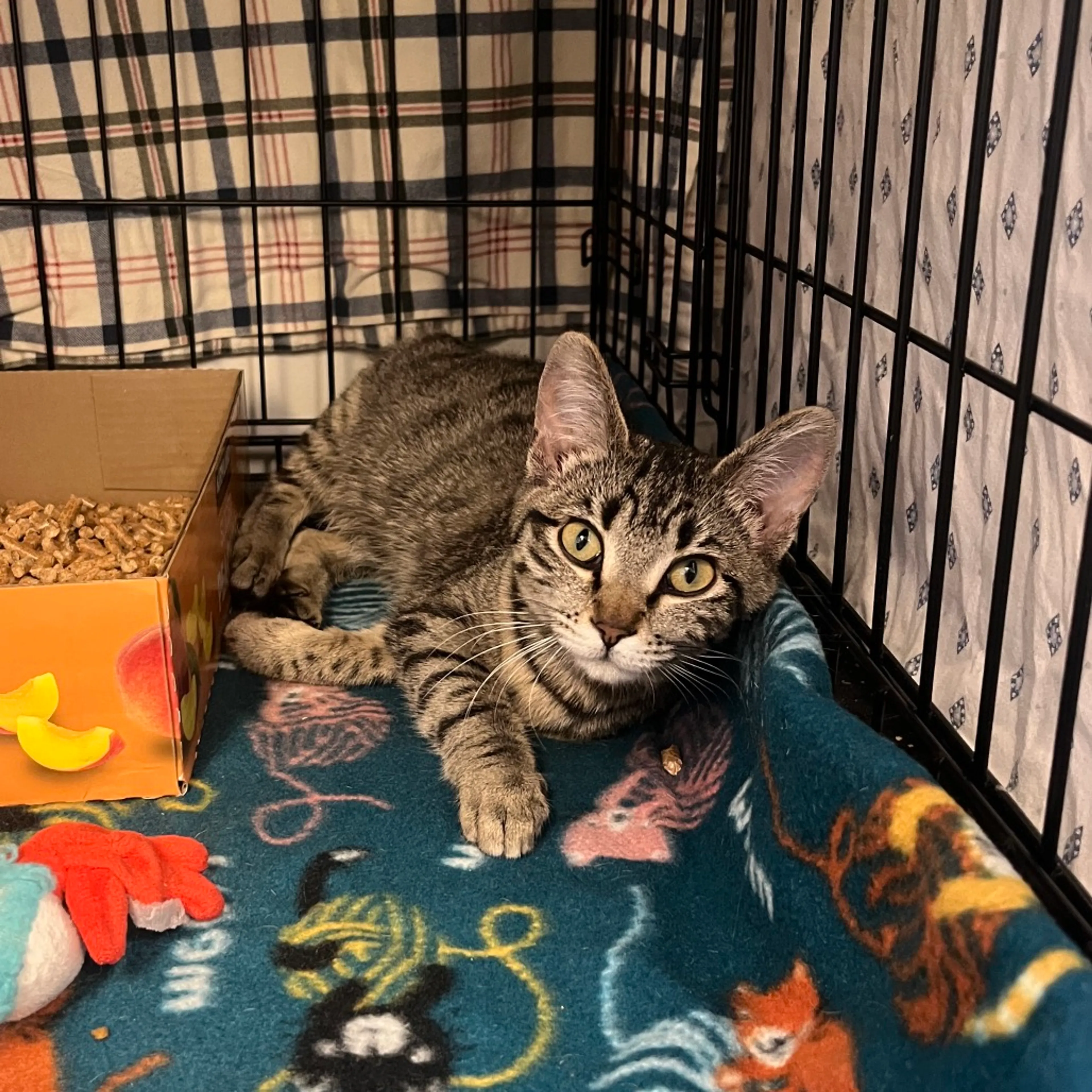 Found pet