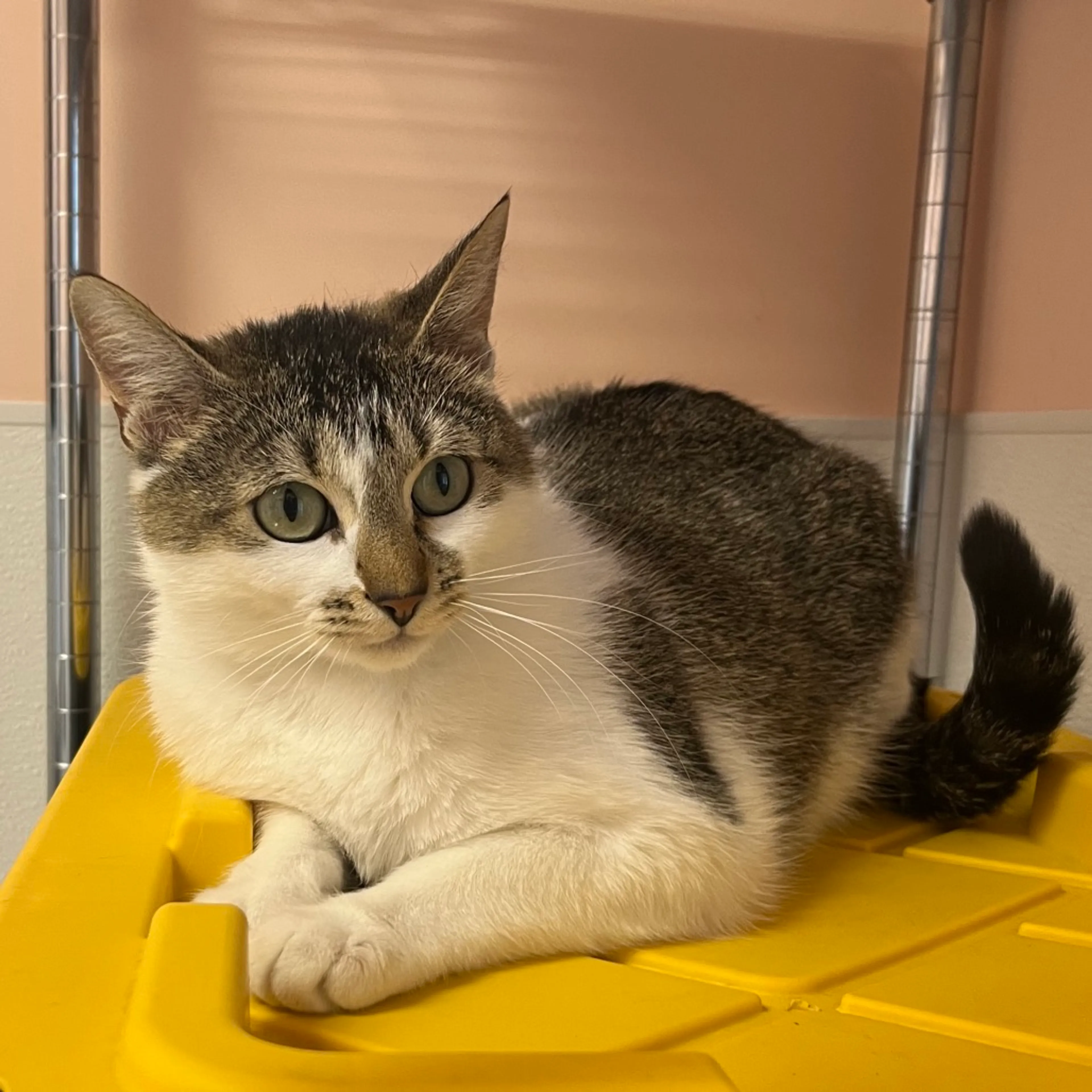 Found pet