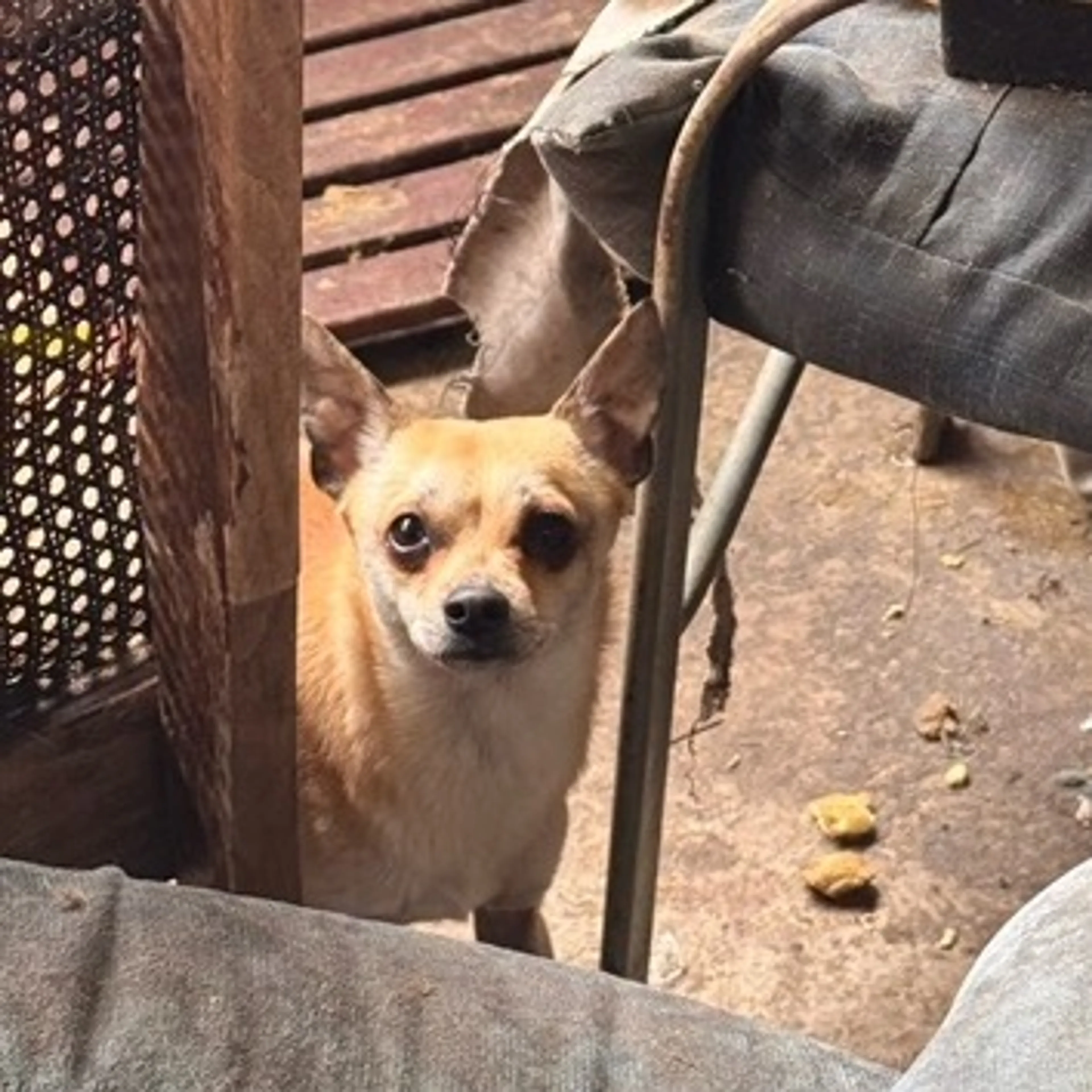 Found pet-1