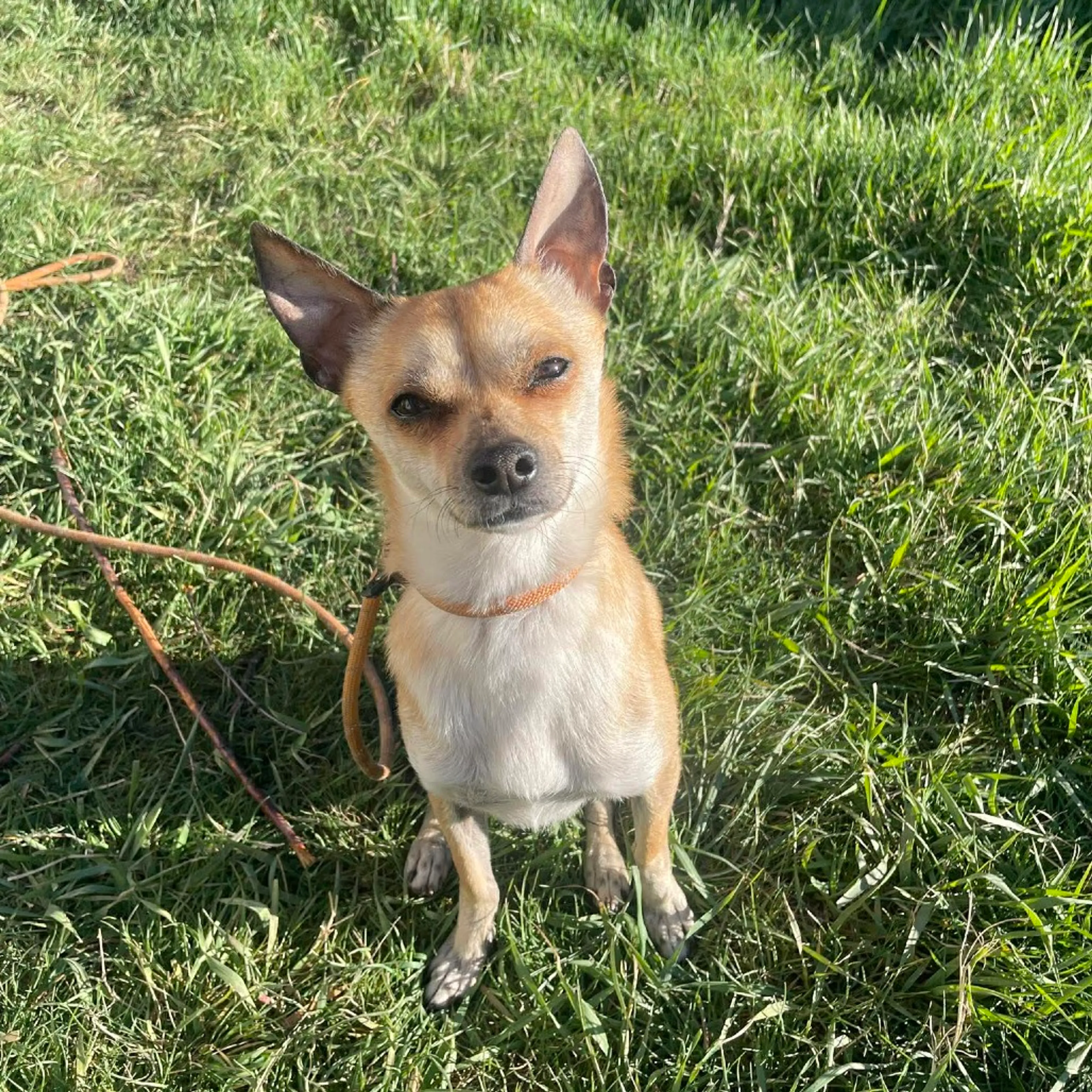 Found pet-0