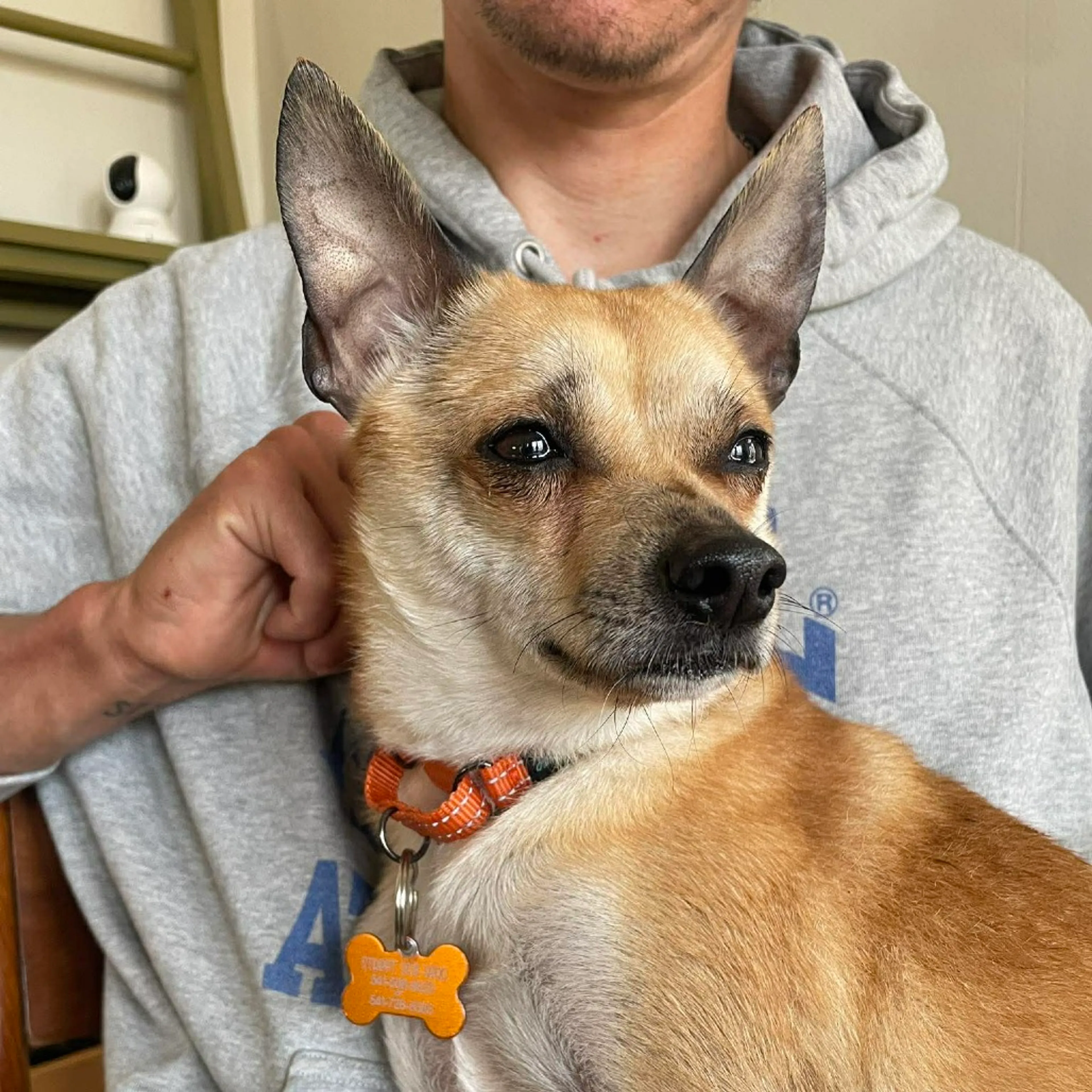 Found pet-2
