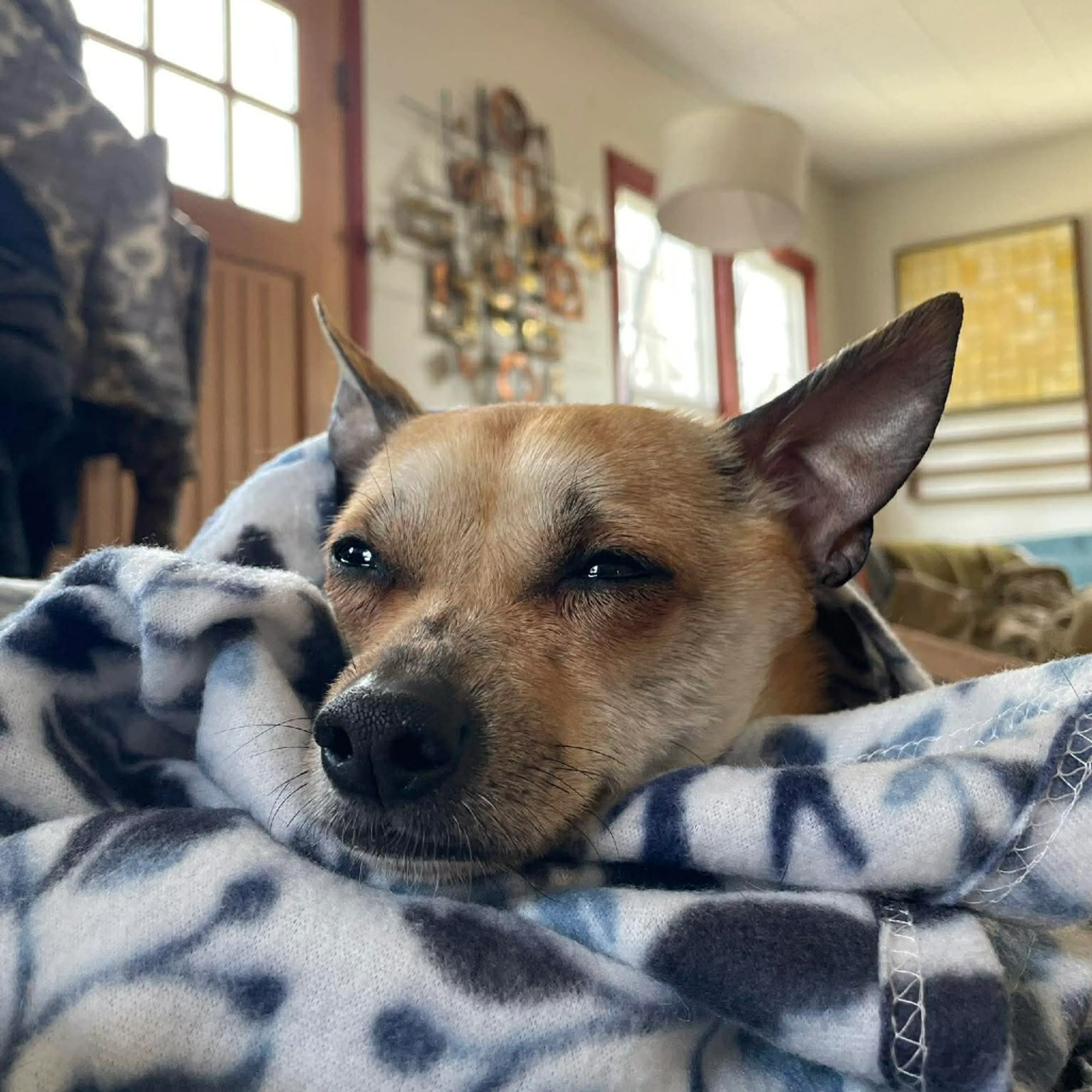 Found pet-6