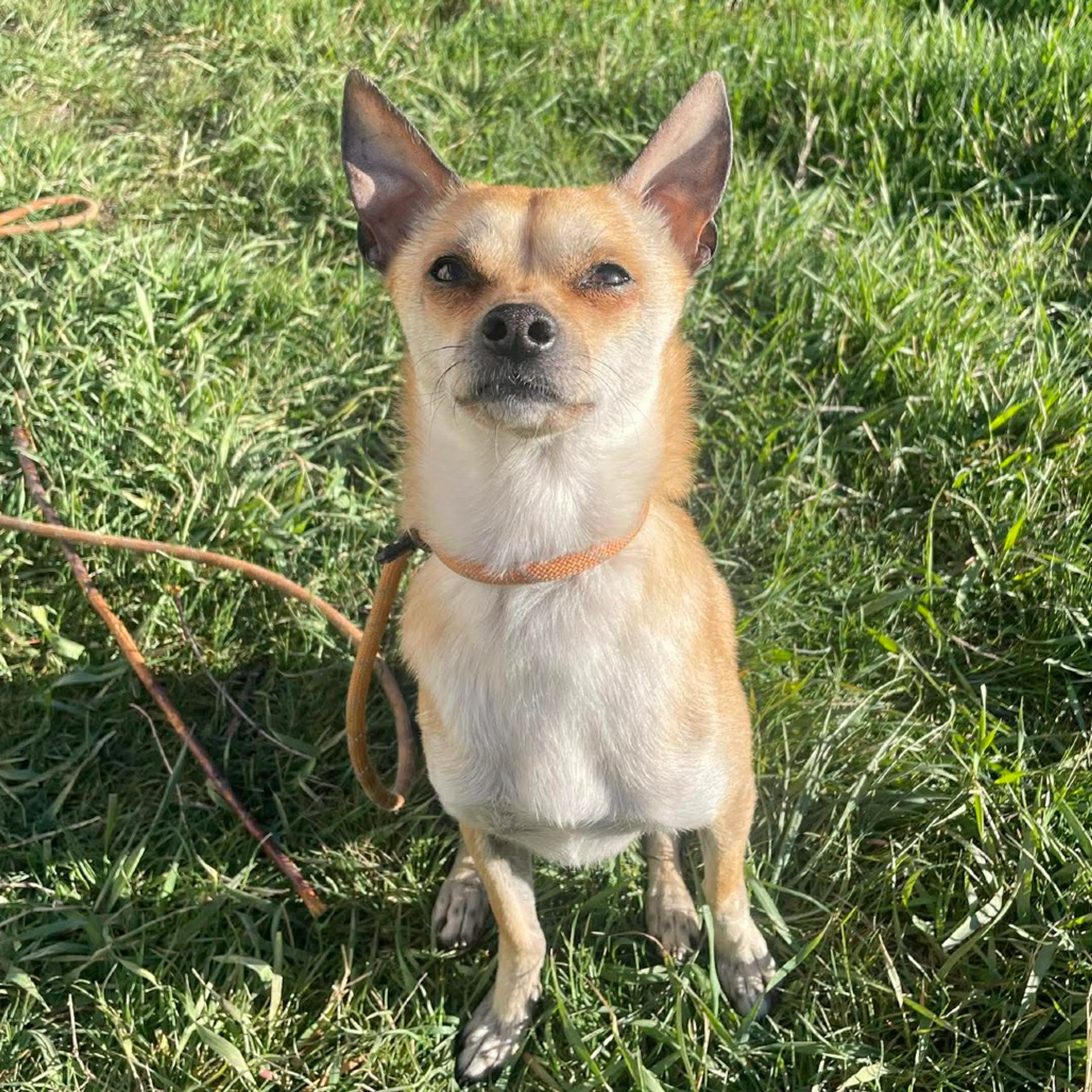 Found pet-17