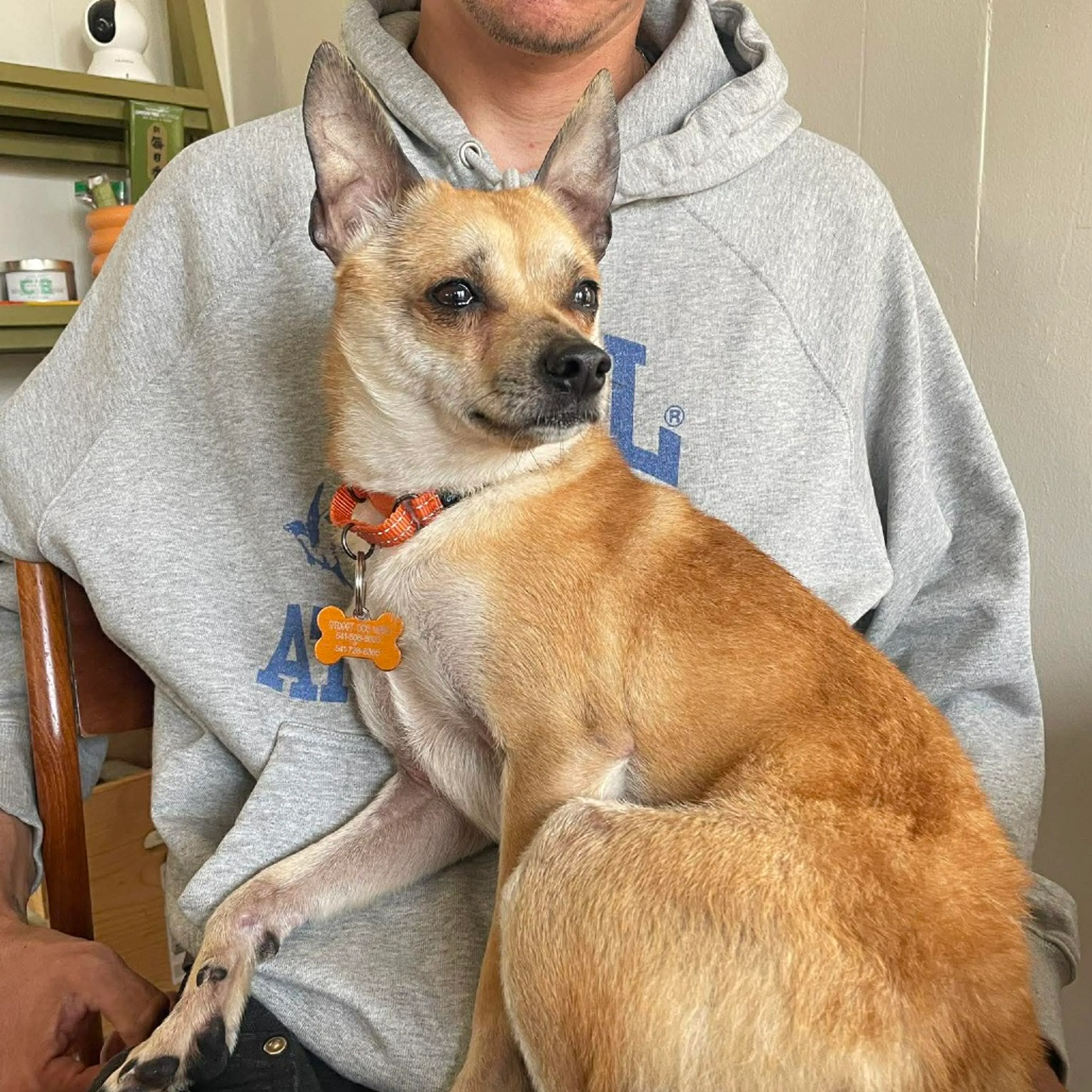 Found pet-3
