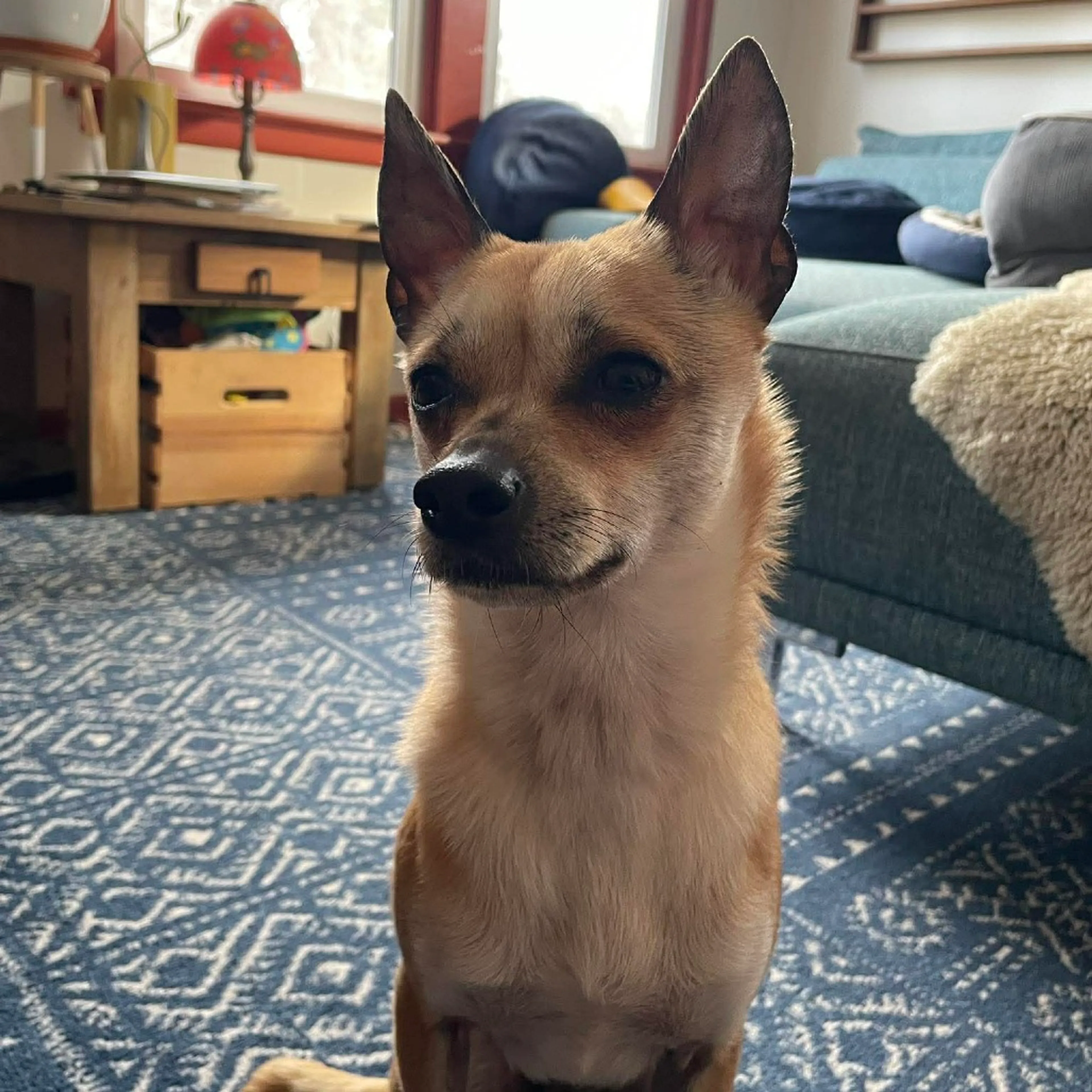 Found pet-5