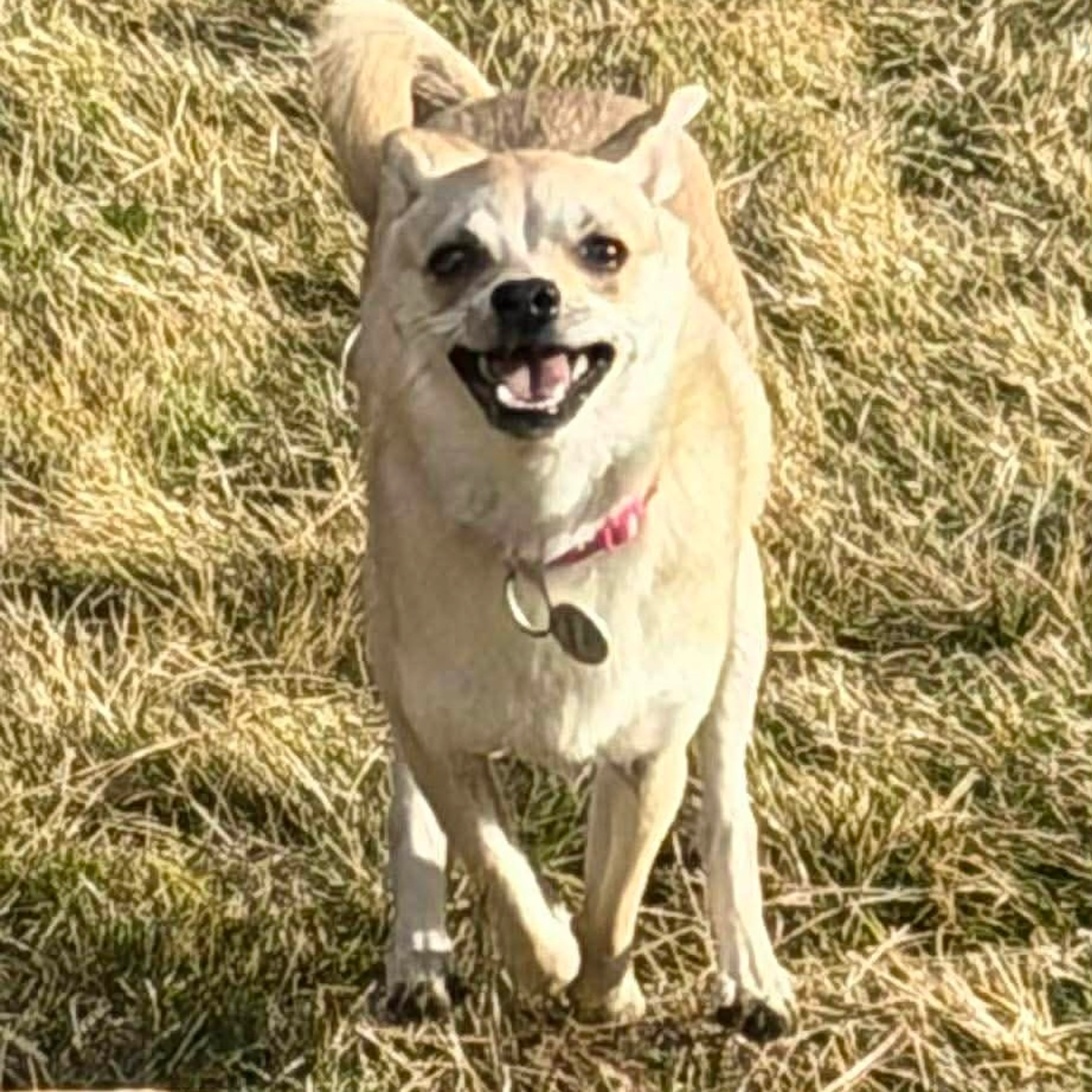 Found pet-4
