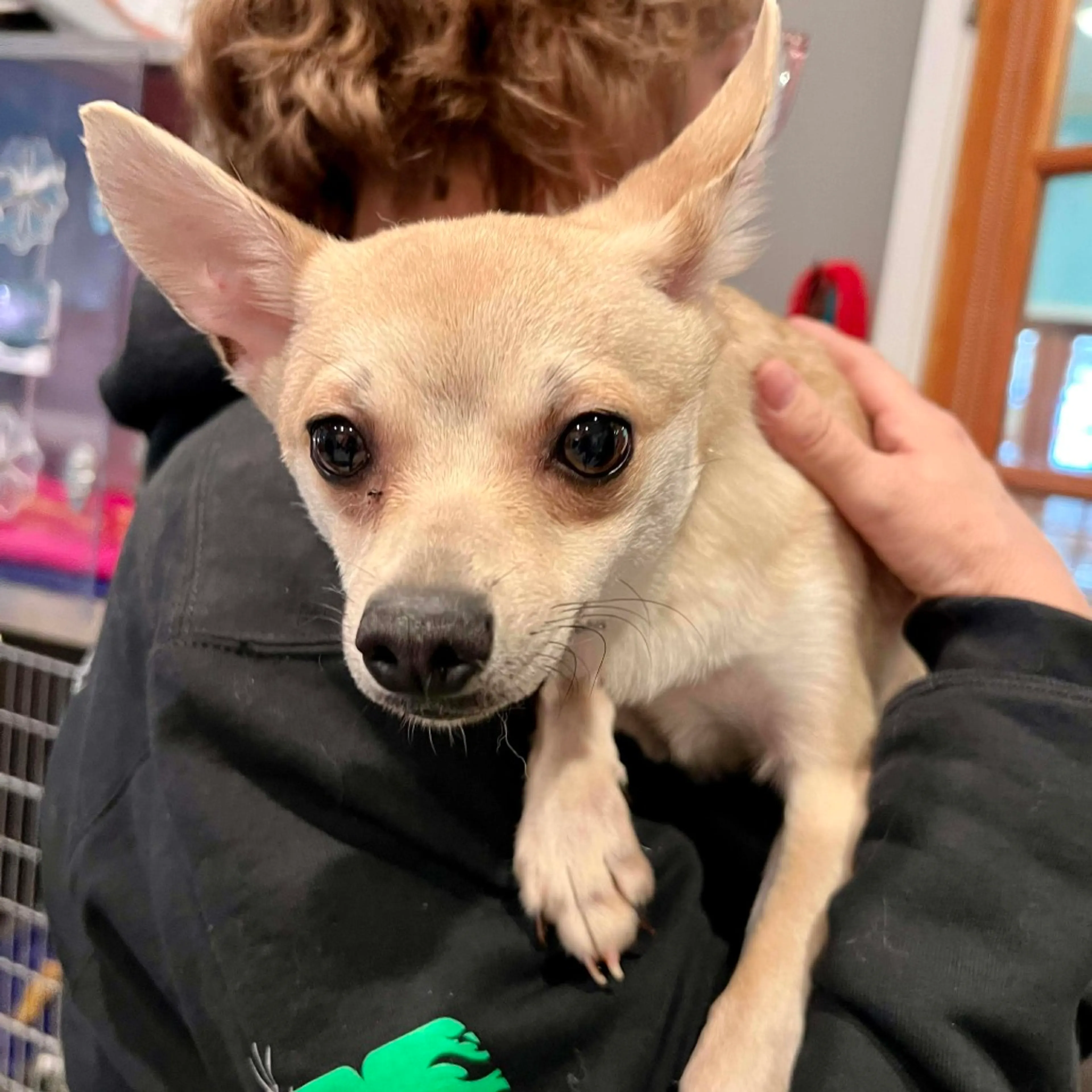 Found pet-2