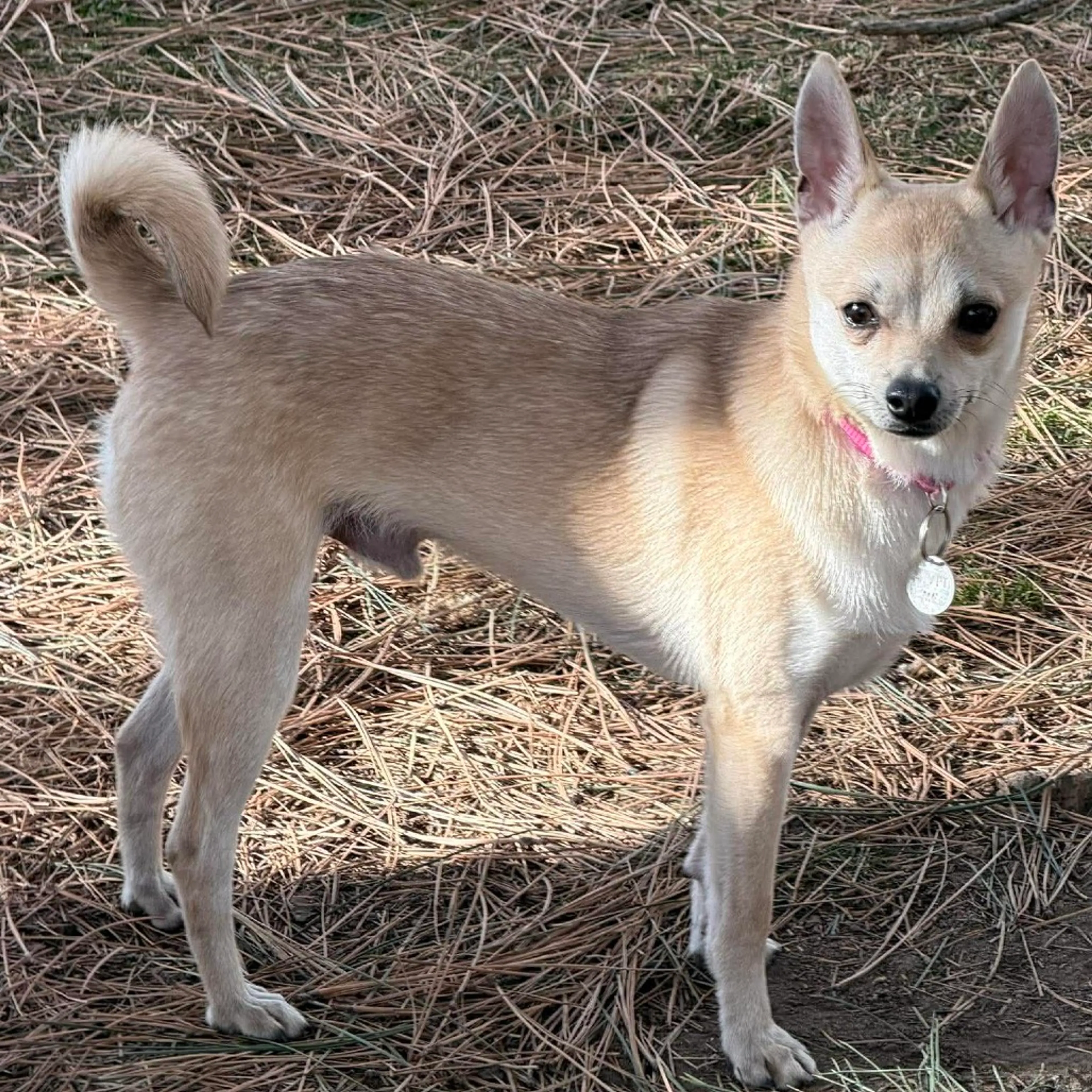 Found pet-5
