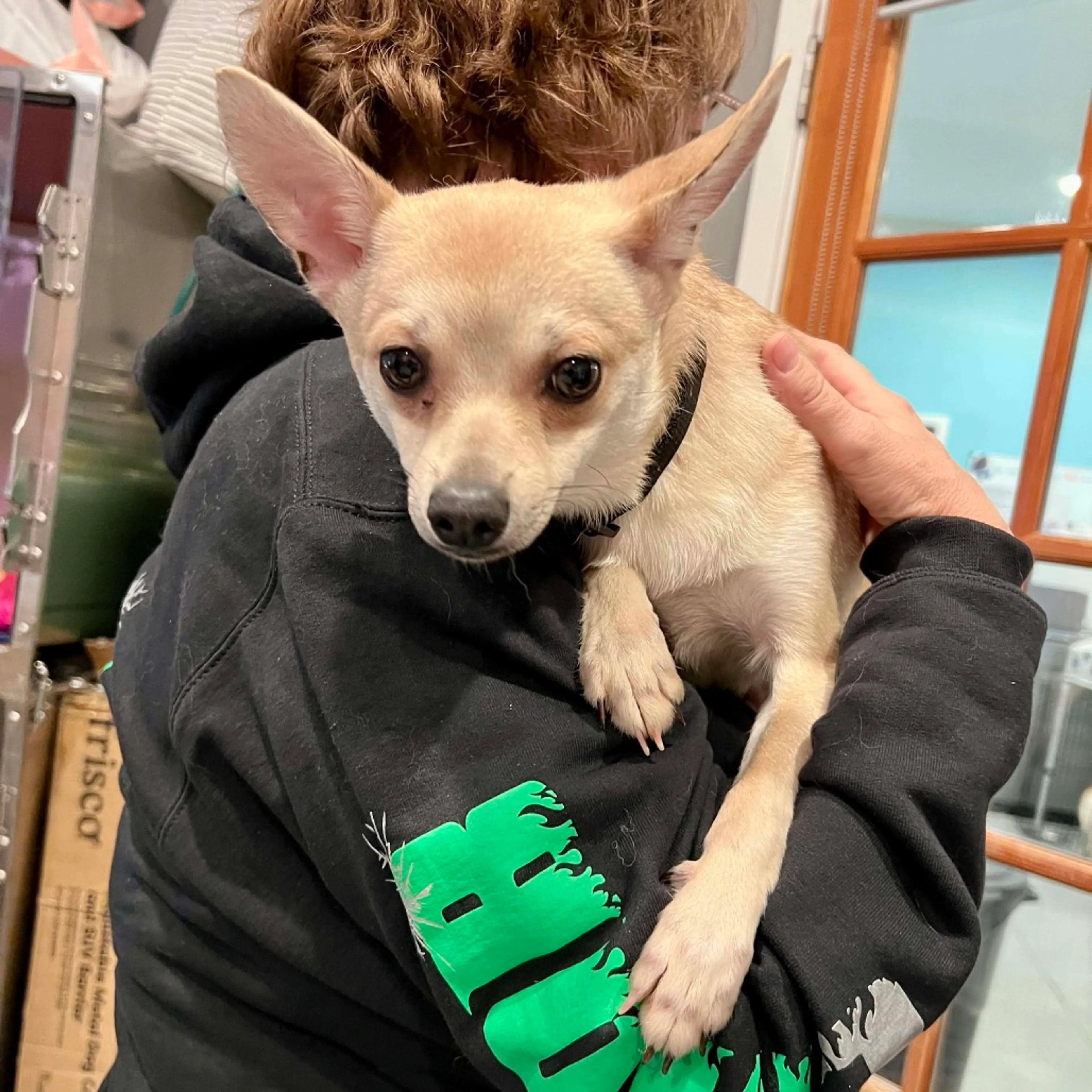 Found pet-1