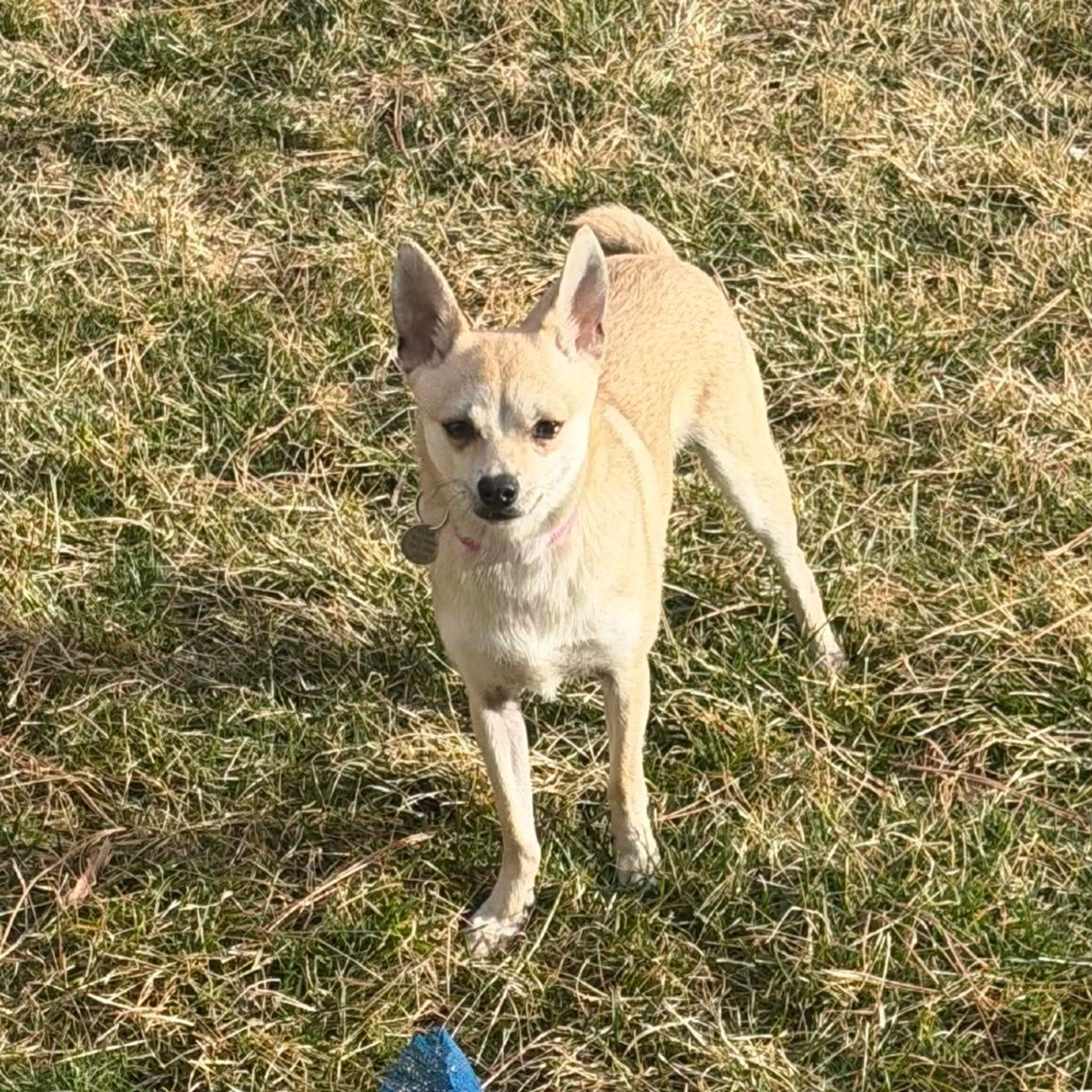 Found pet-3