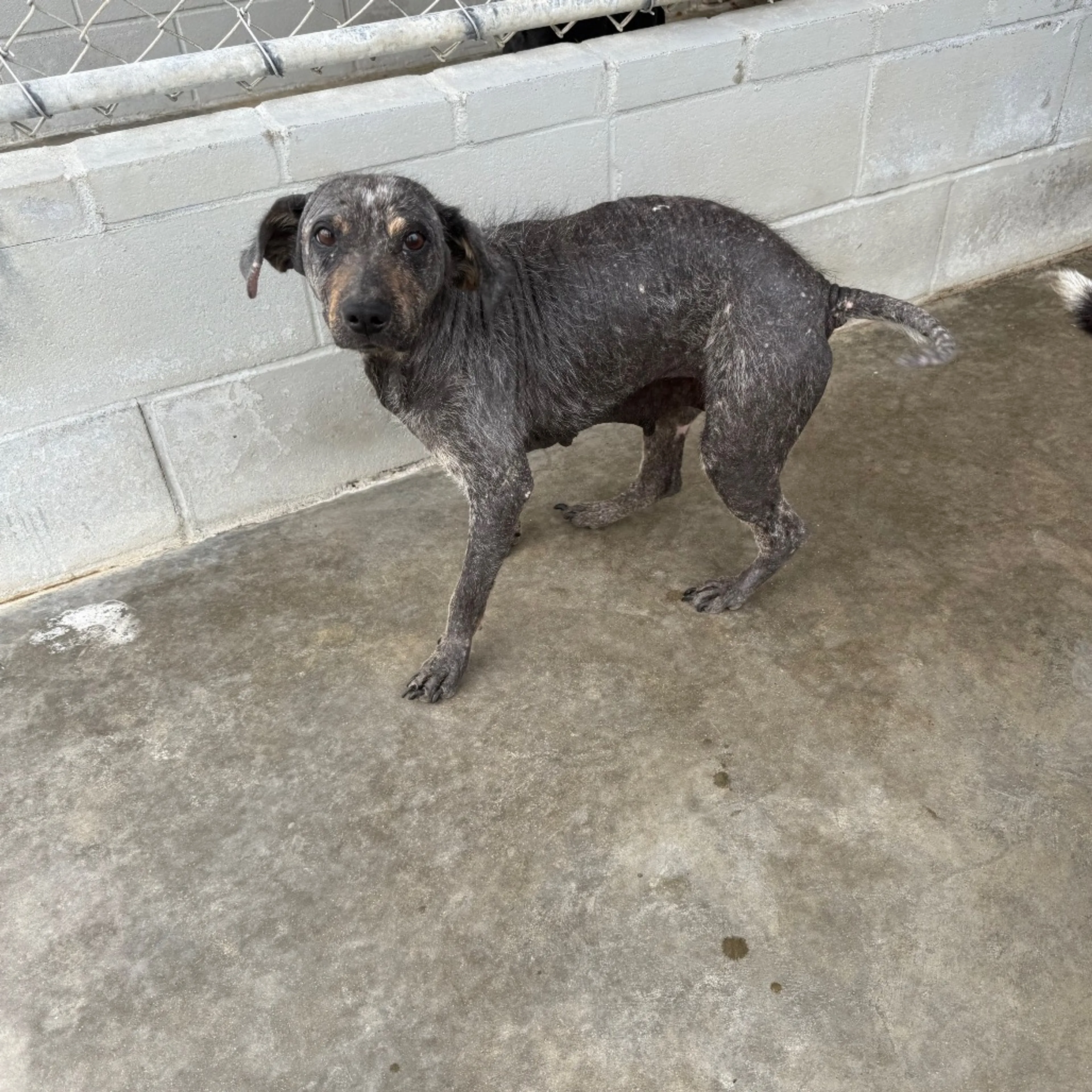 Found pet-2