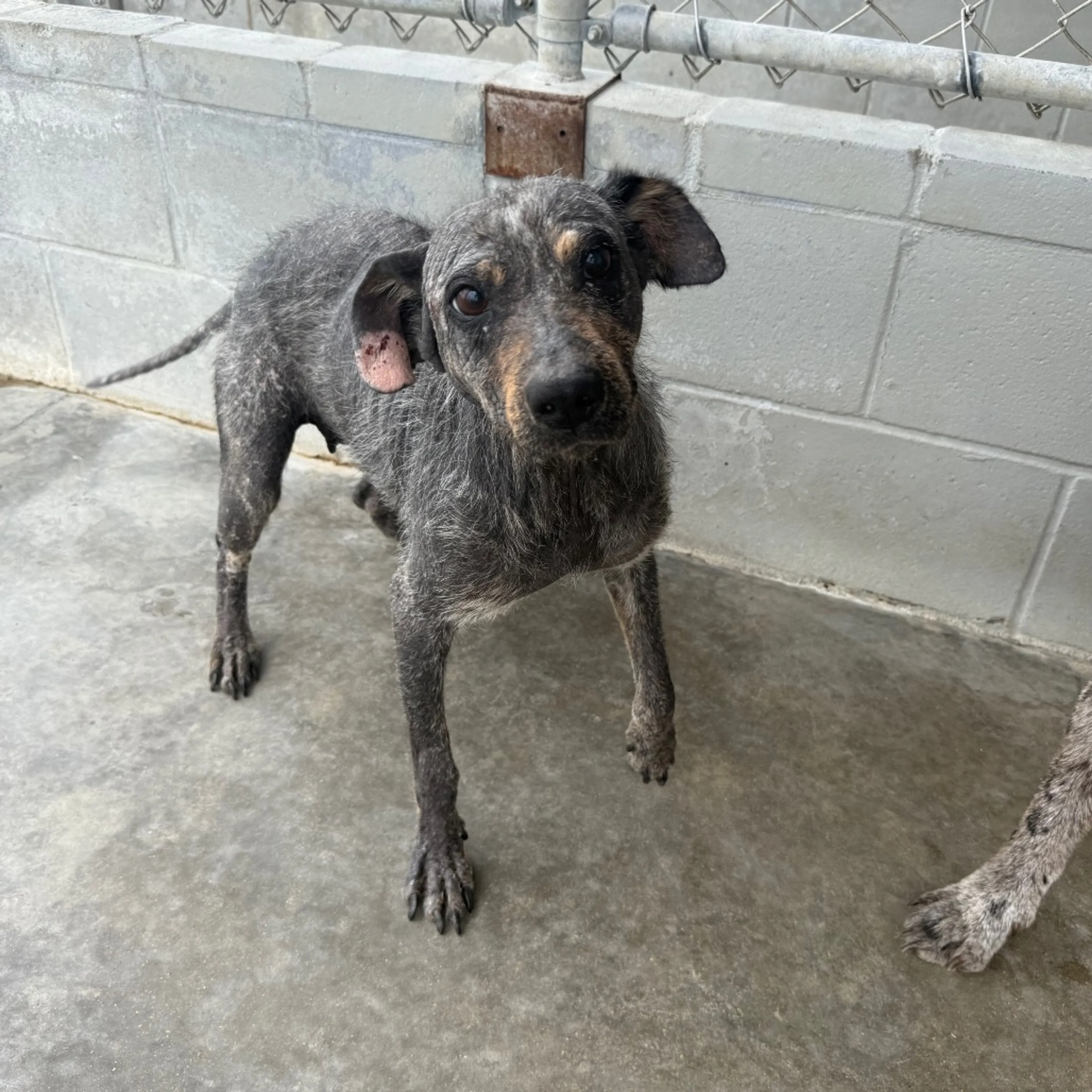 Found pet-1
