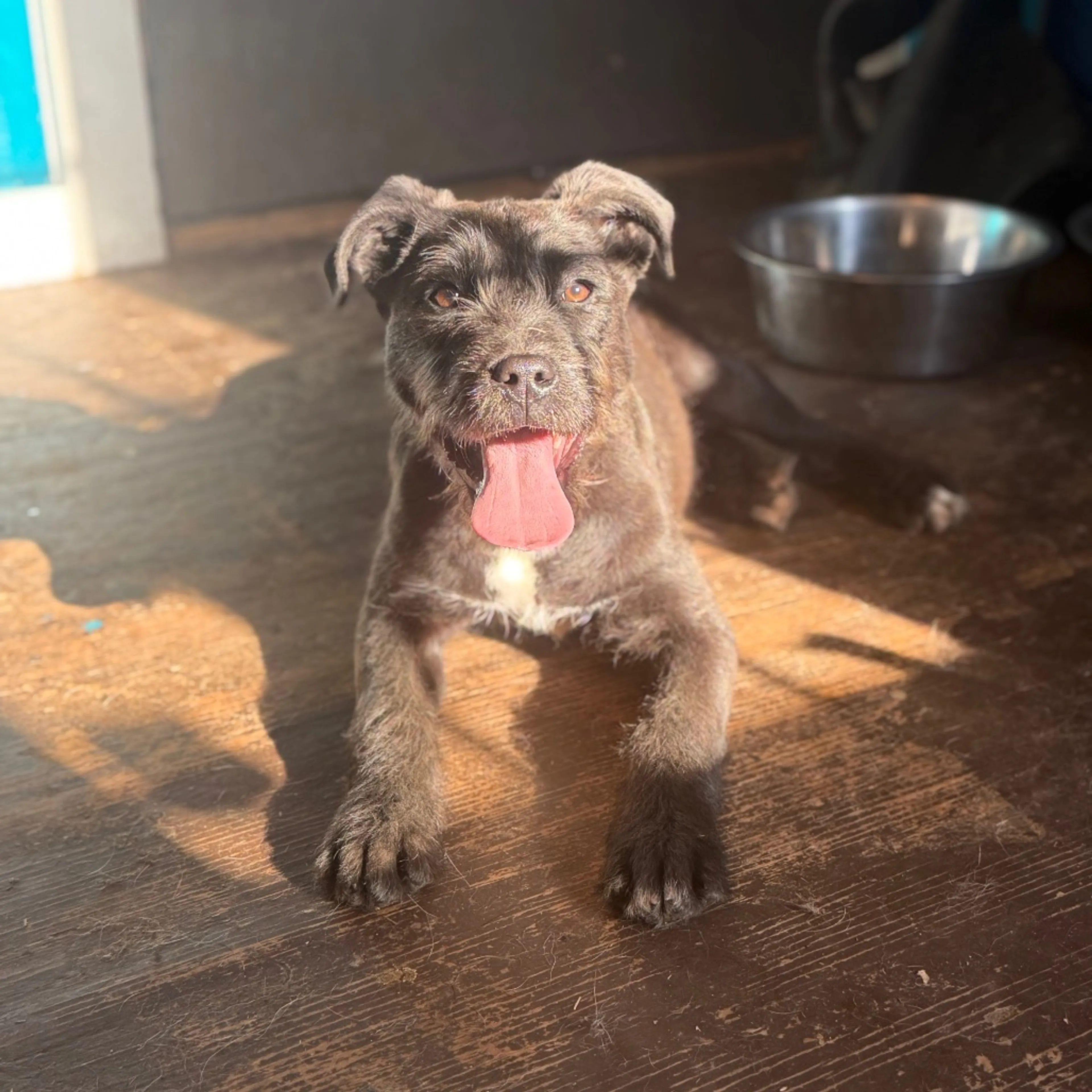Found pet
