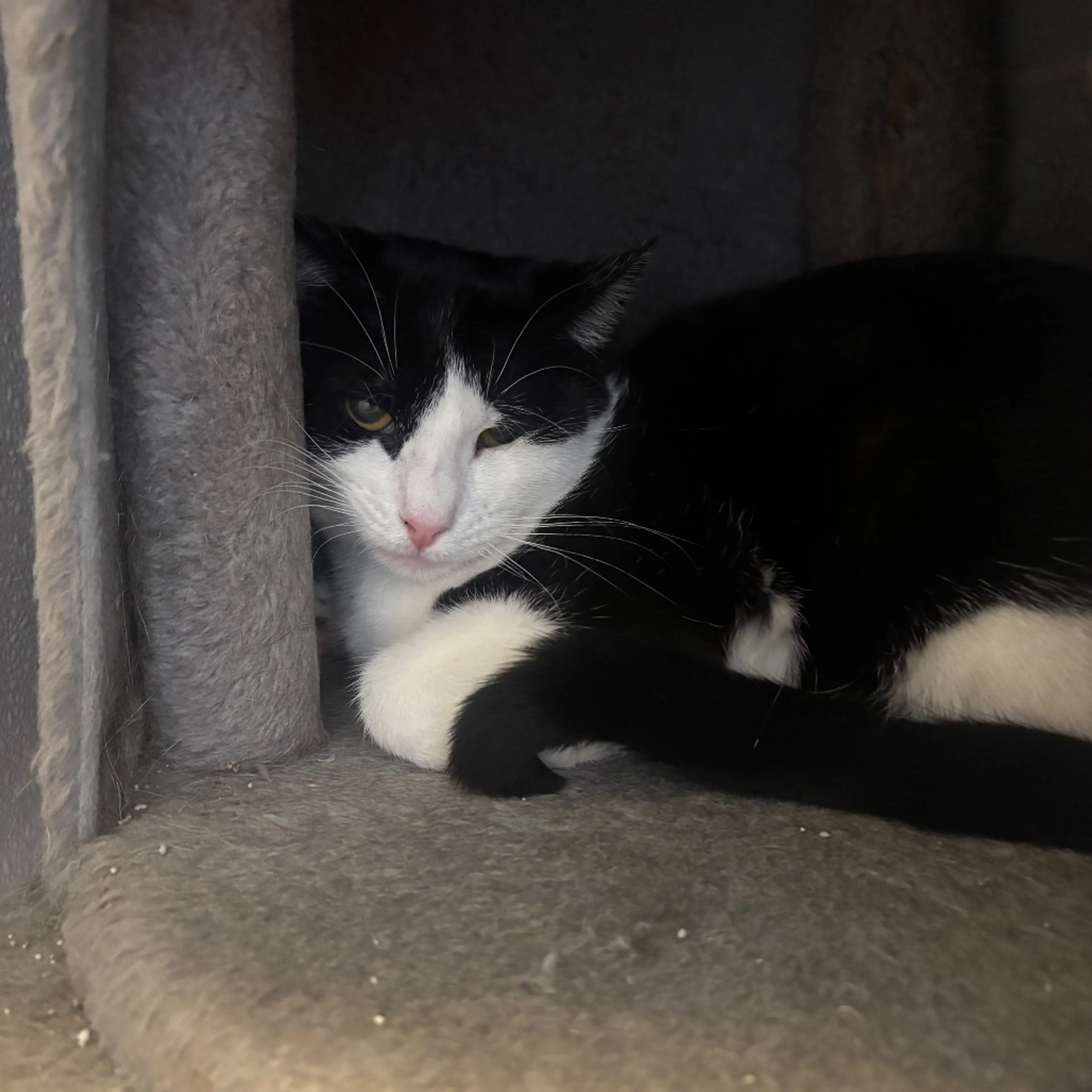 Found pet