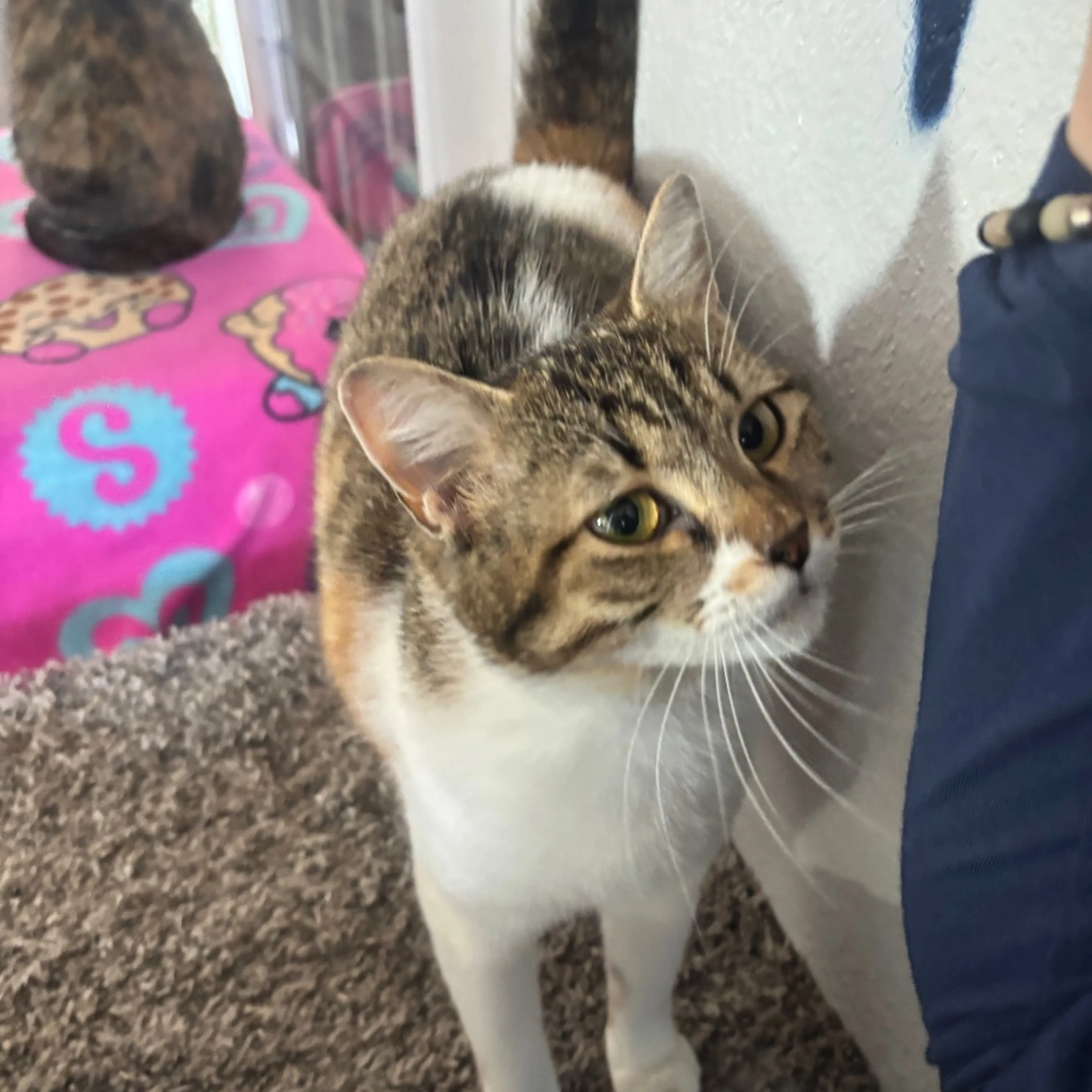 Found pet-2