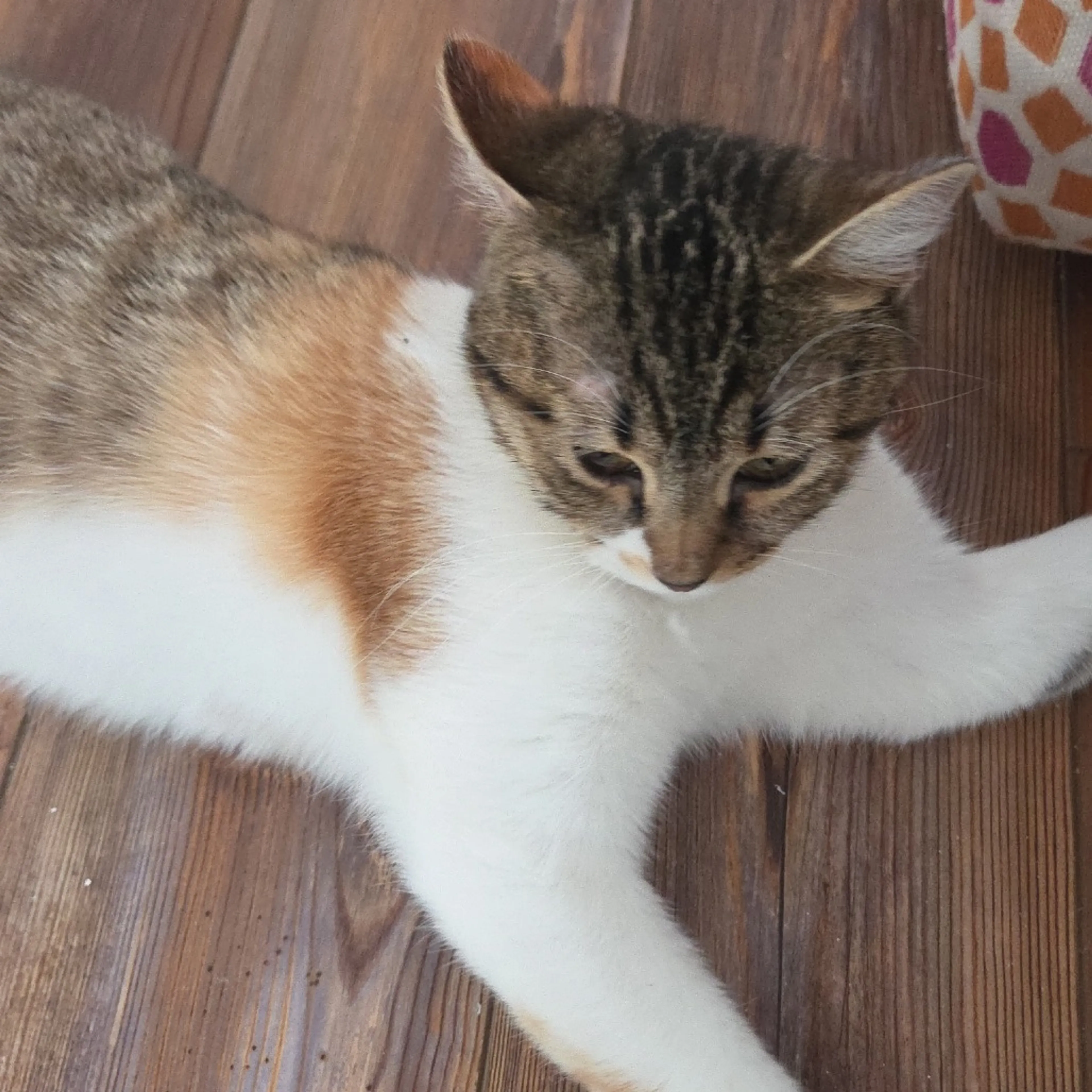 Found pet-1
