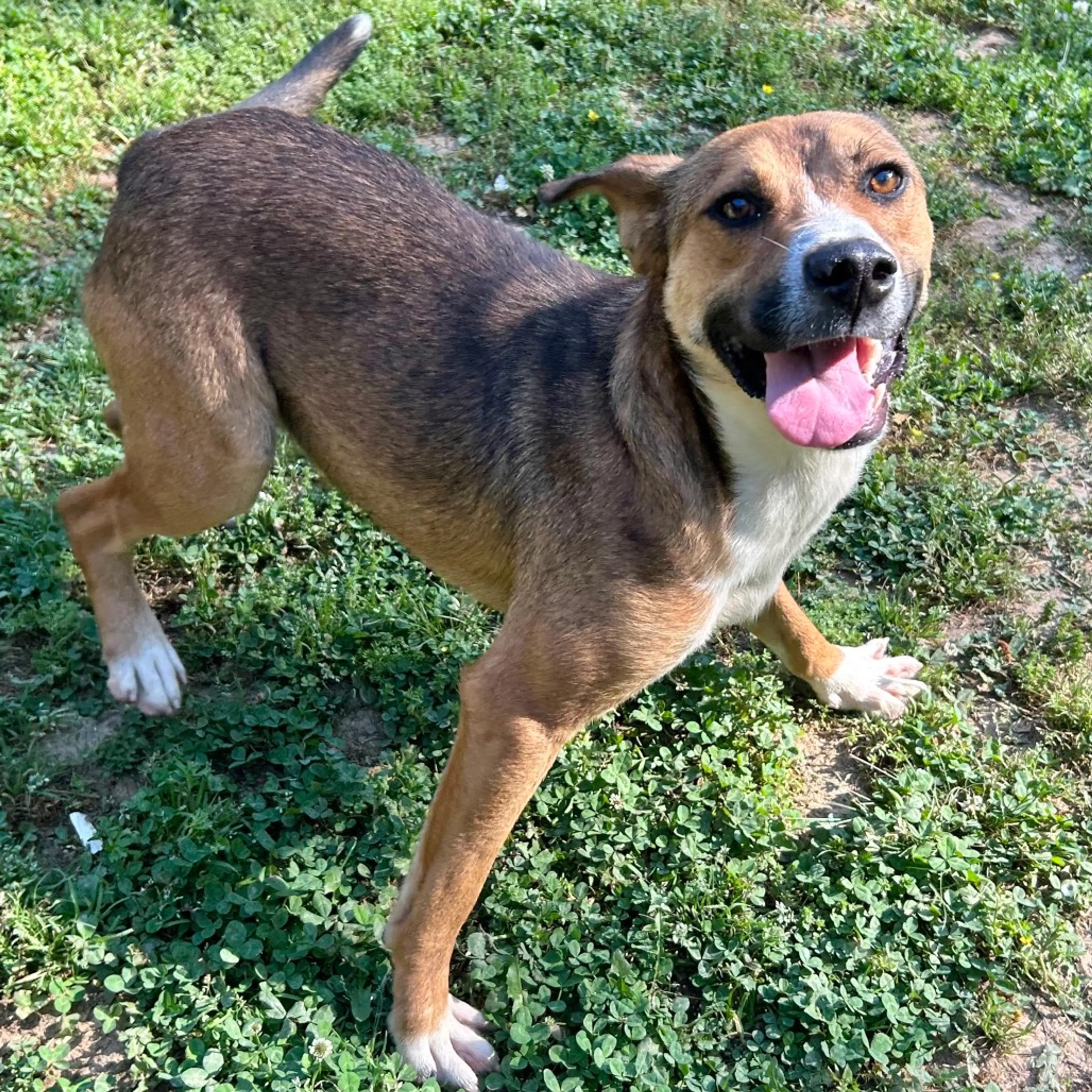Found pet-5