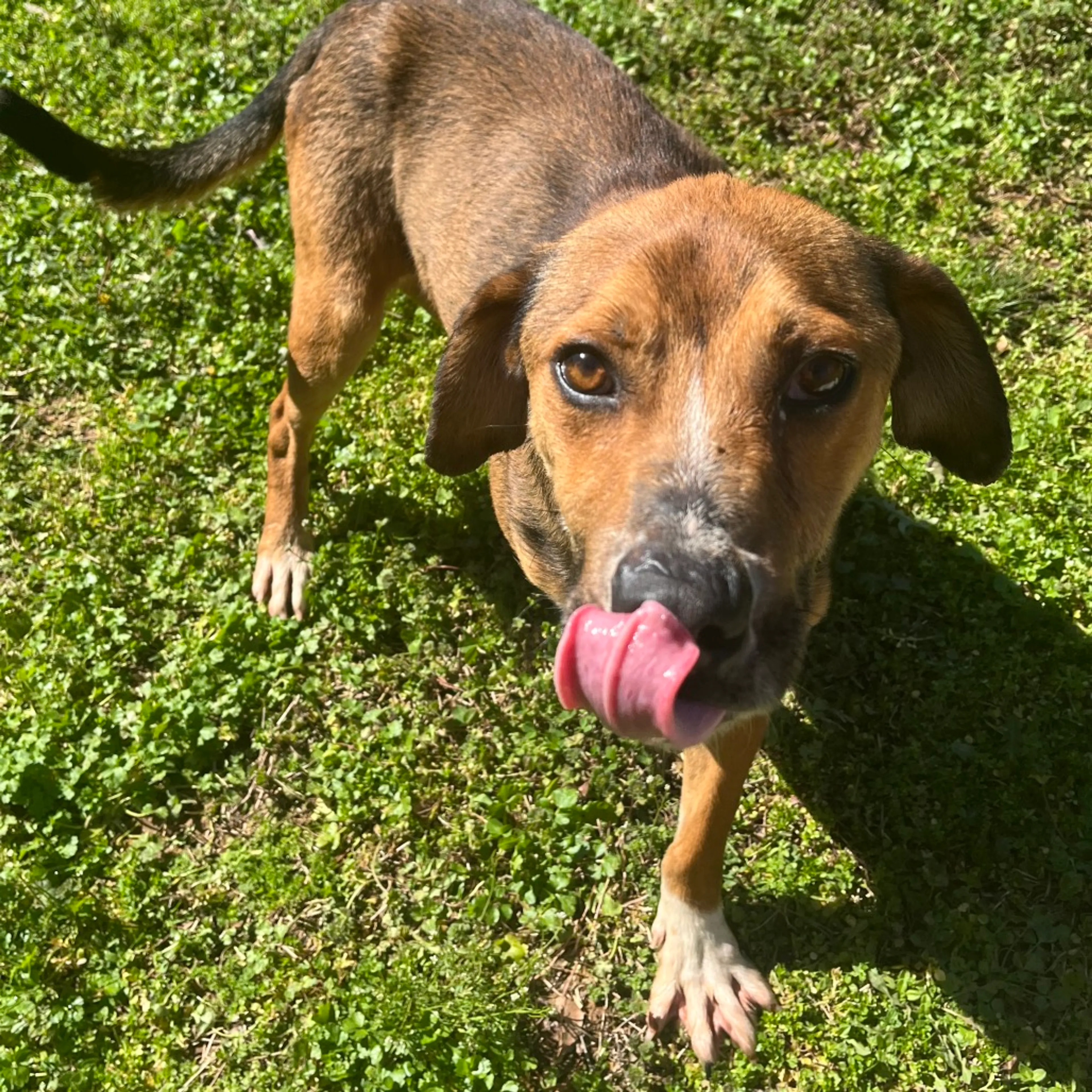 Found pet-2