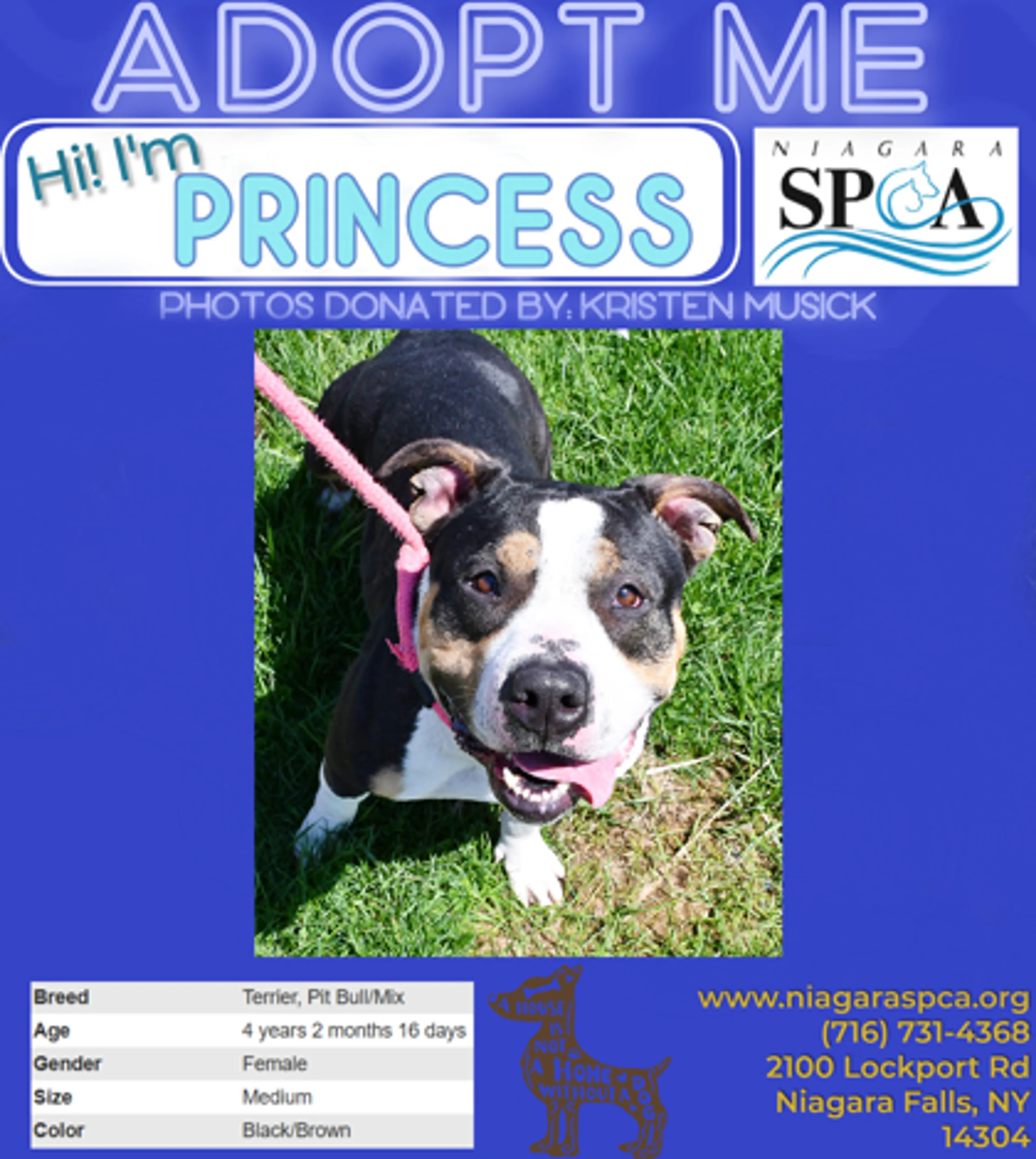 Found pet-1