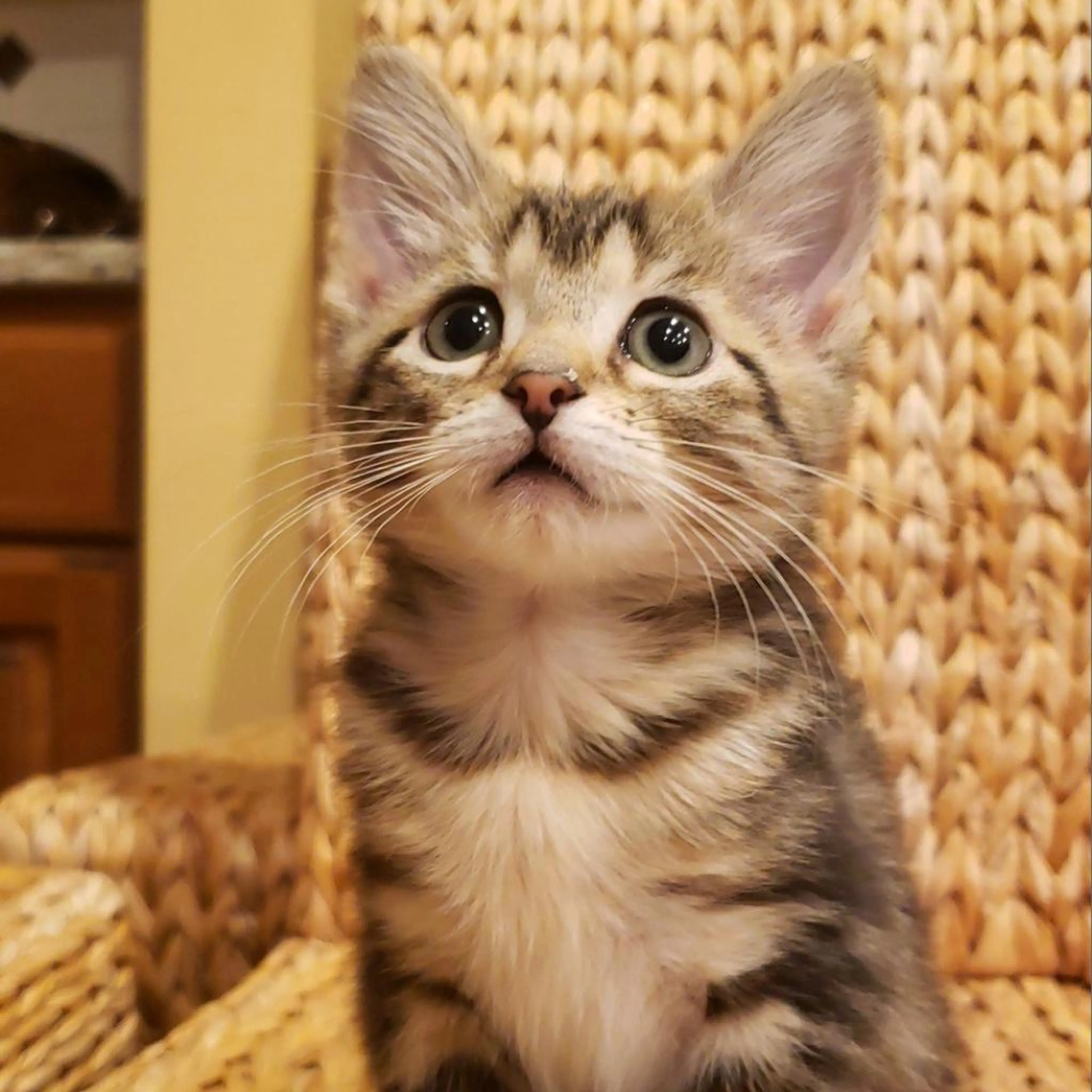Found pet-2
