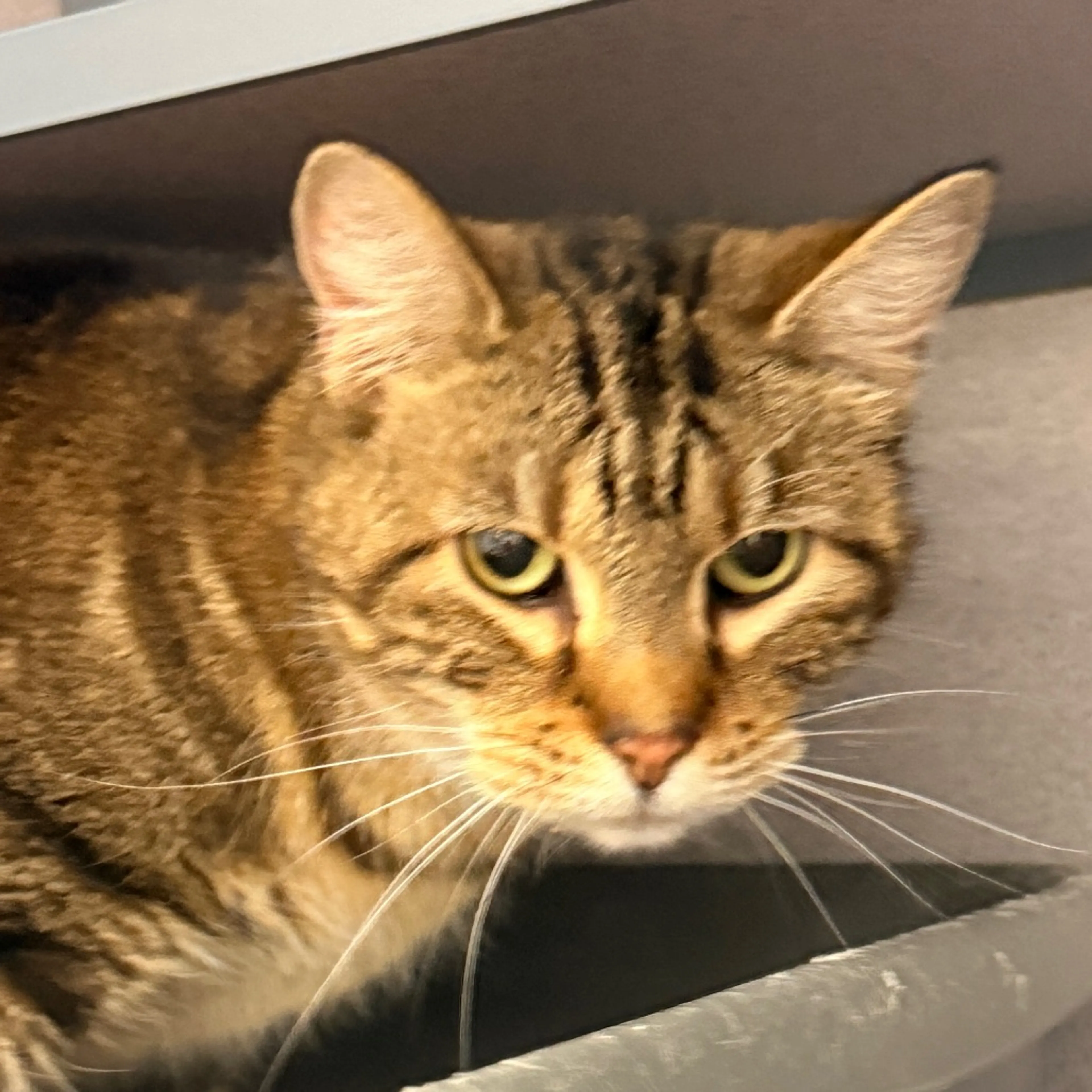 Found pet-3