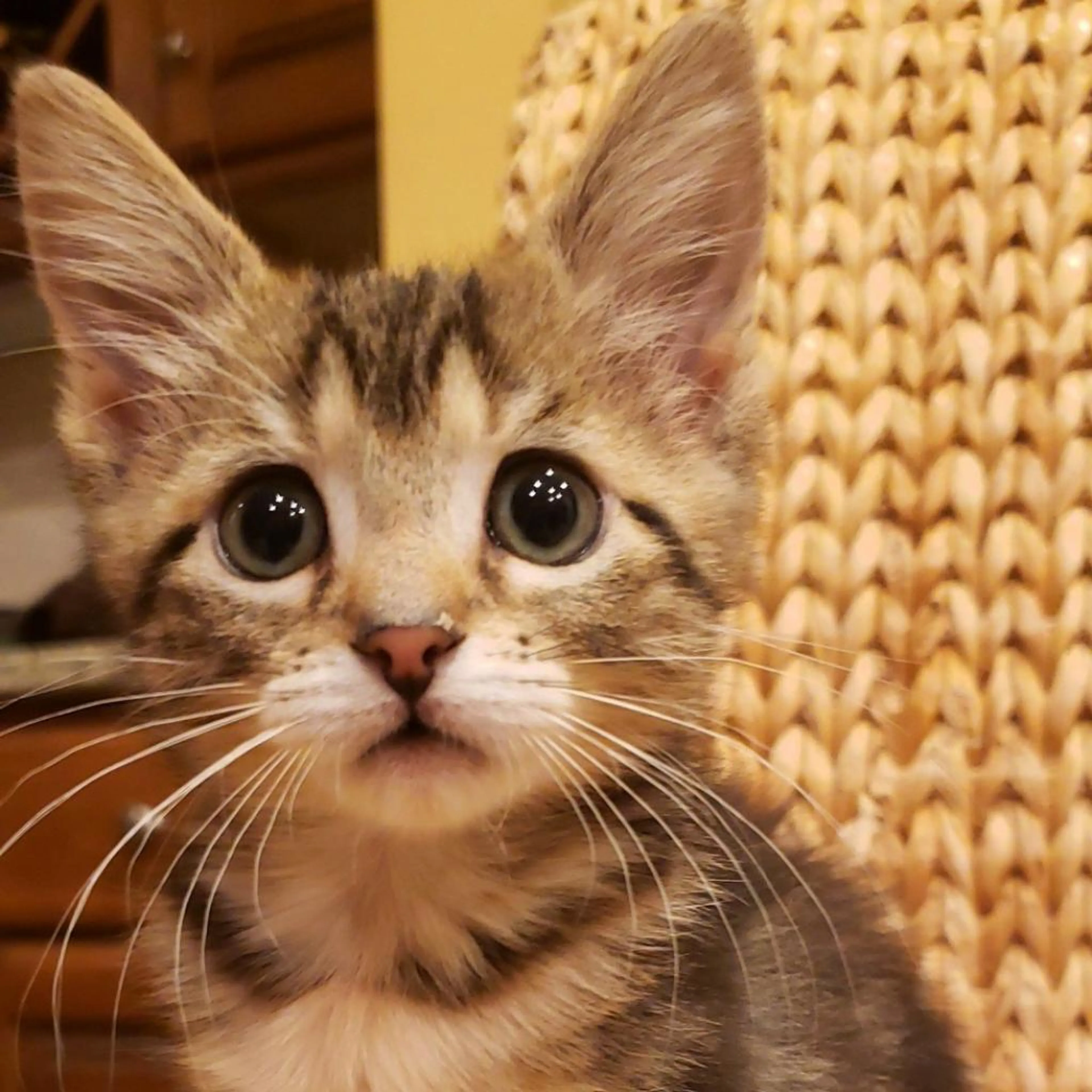 Found pet-1
