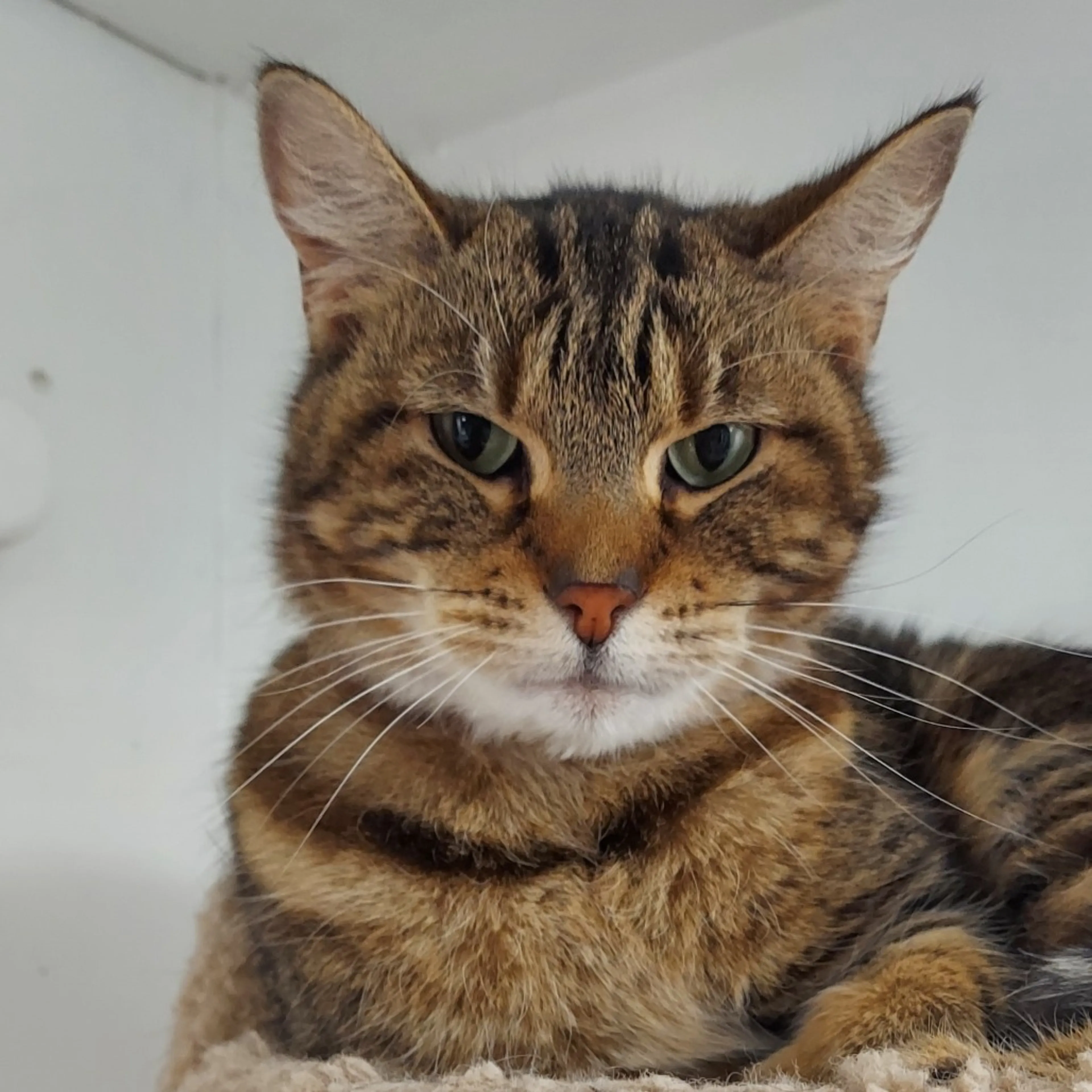 Found pet-4