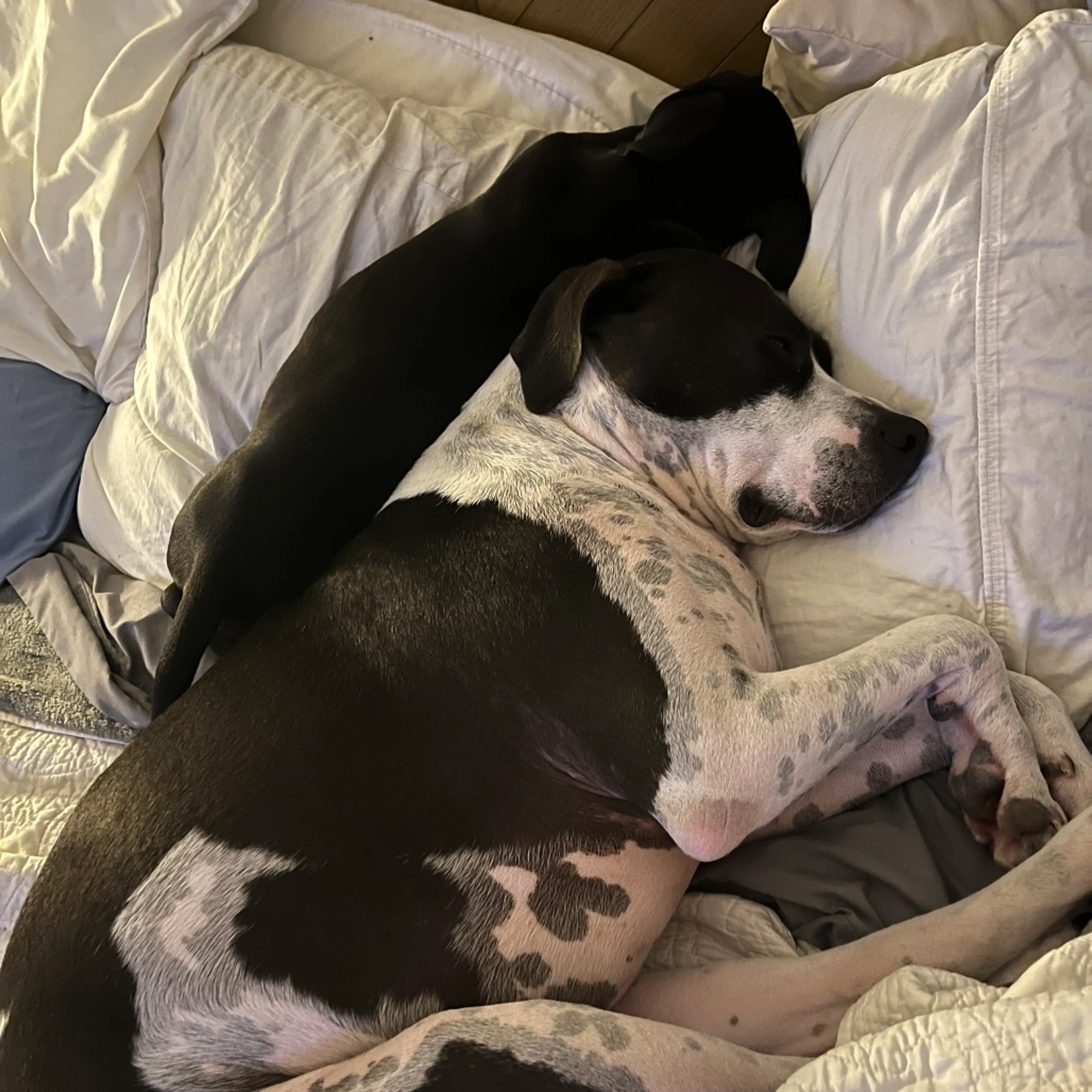 Found pet-3