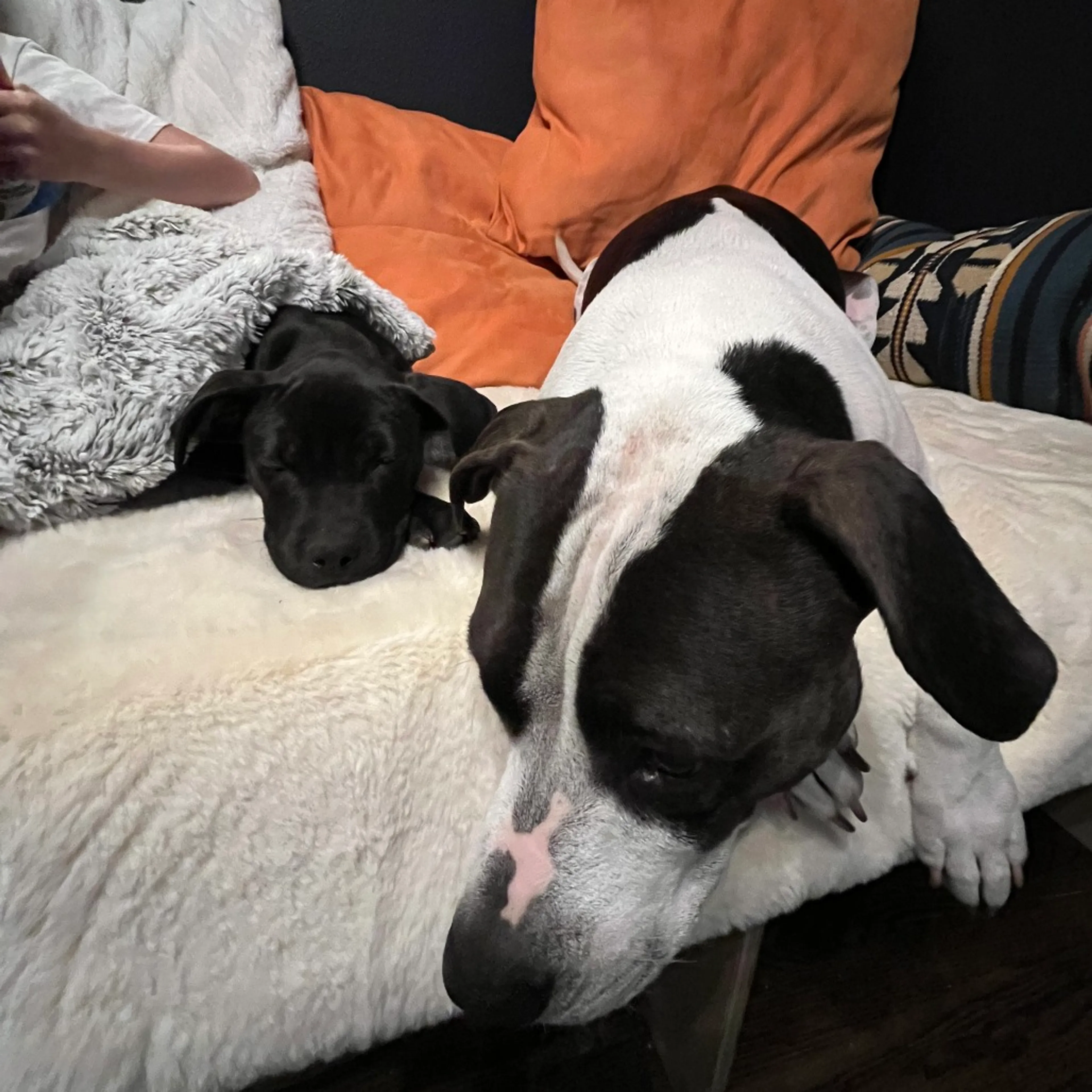 Found pet-2