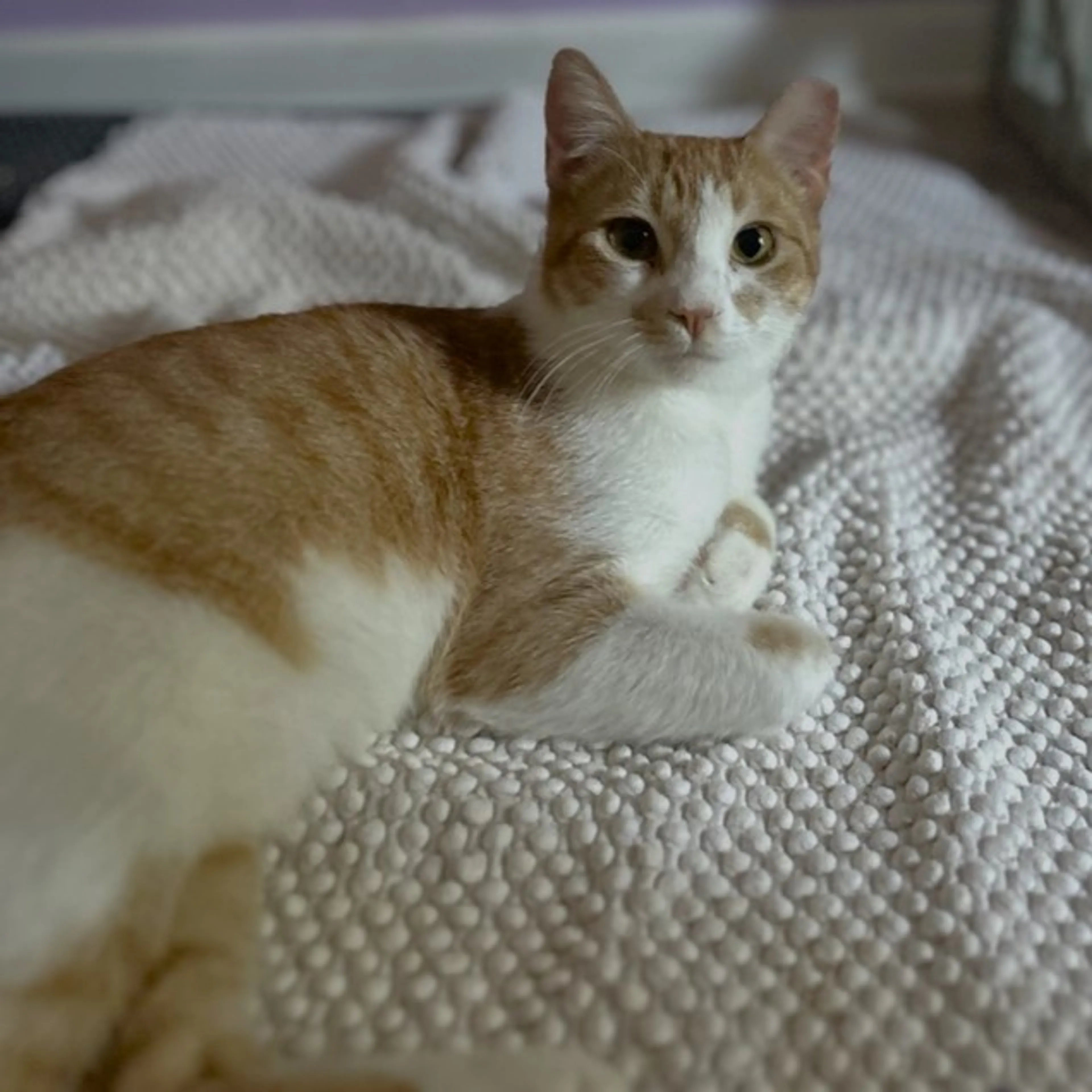 Found pet