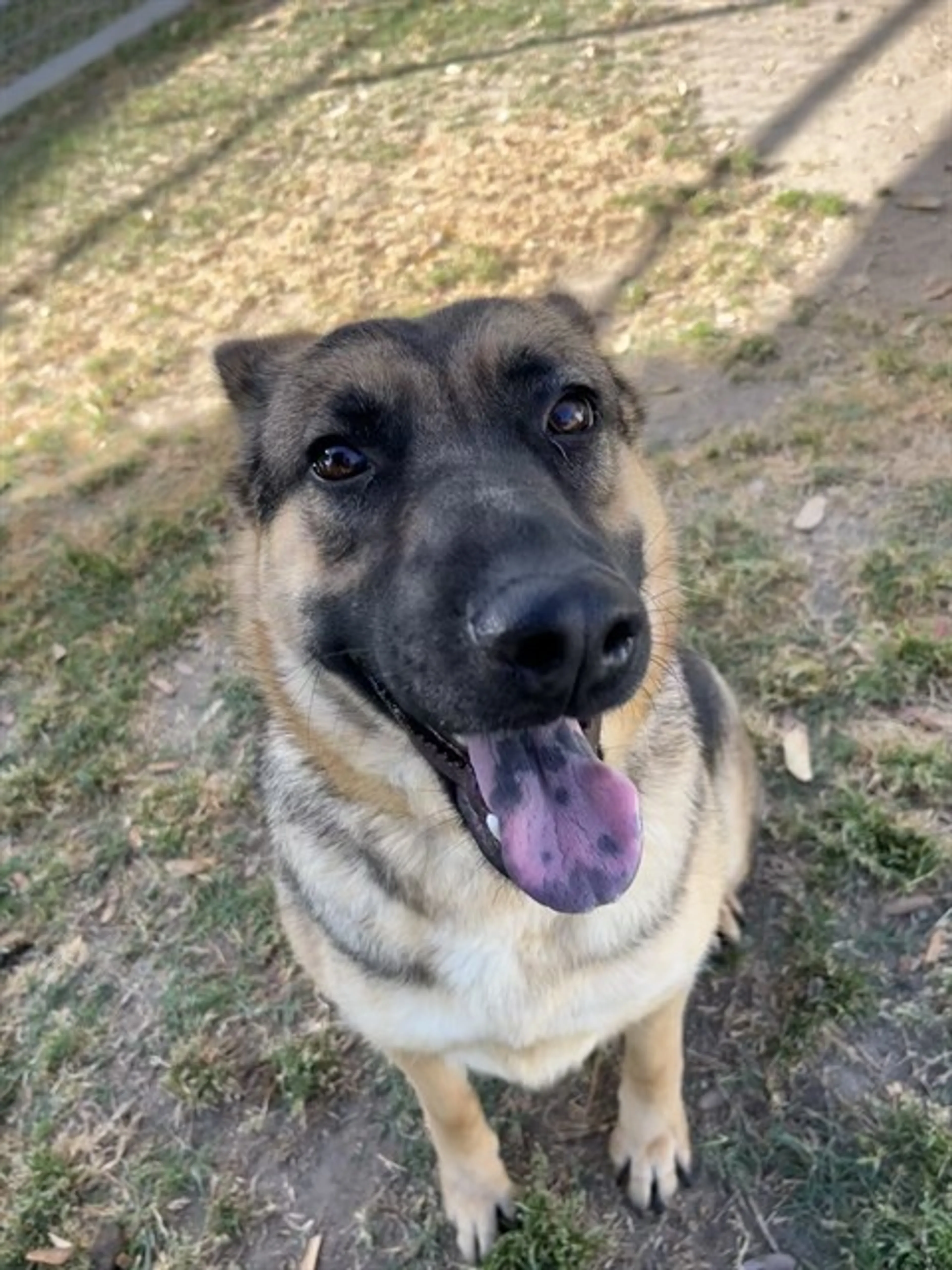 Found pet