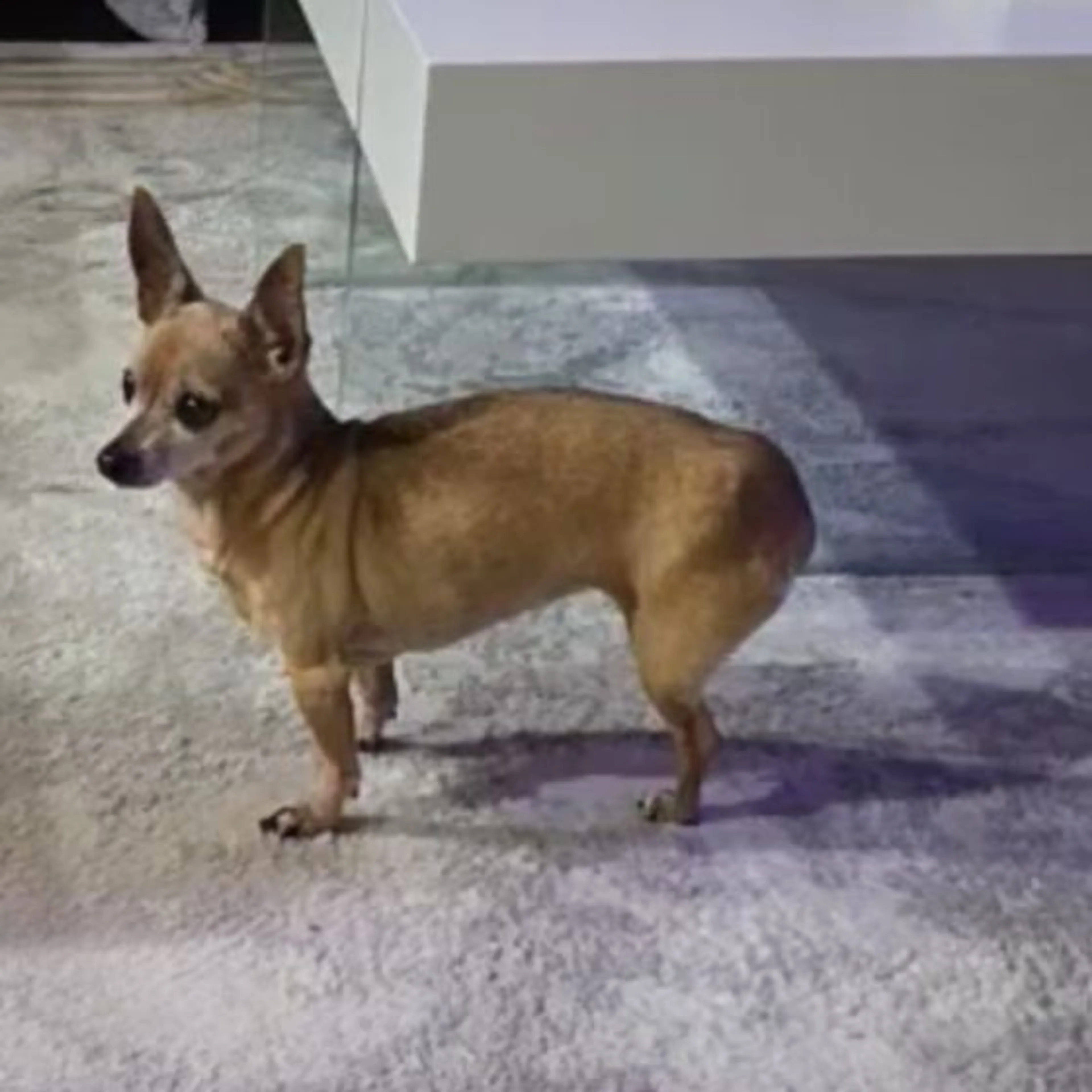 Lost pet