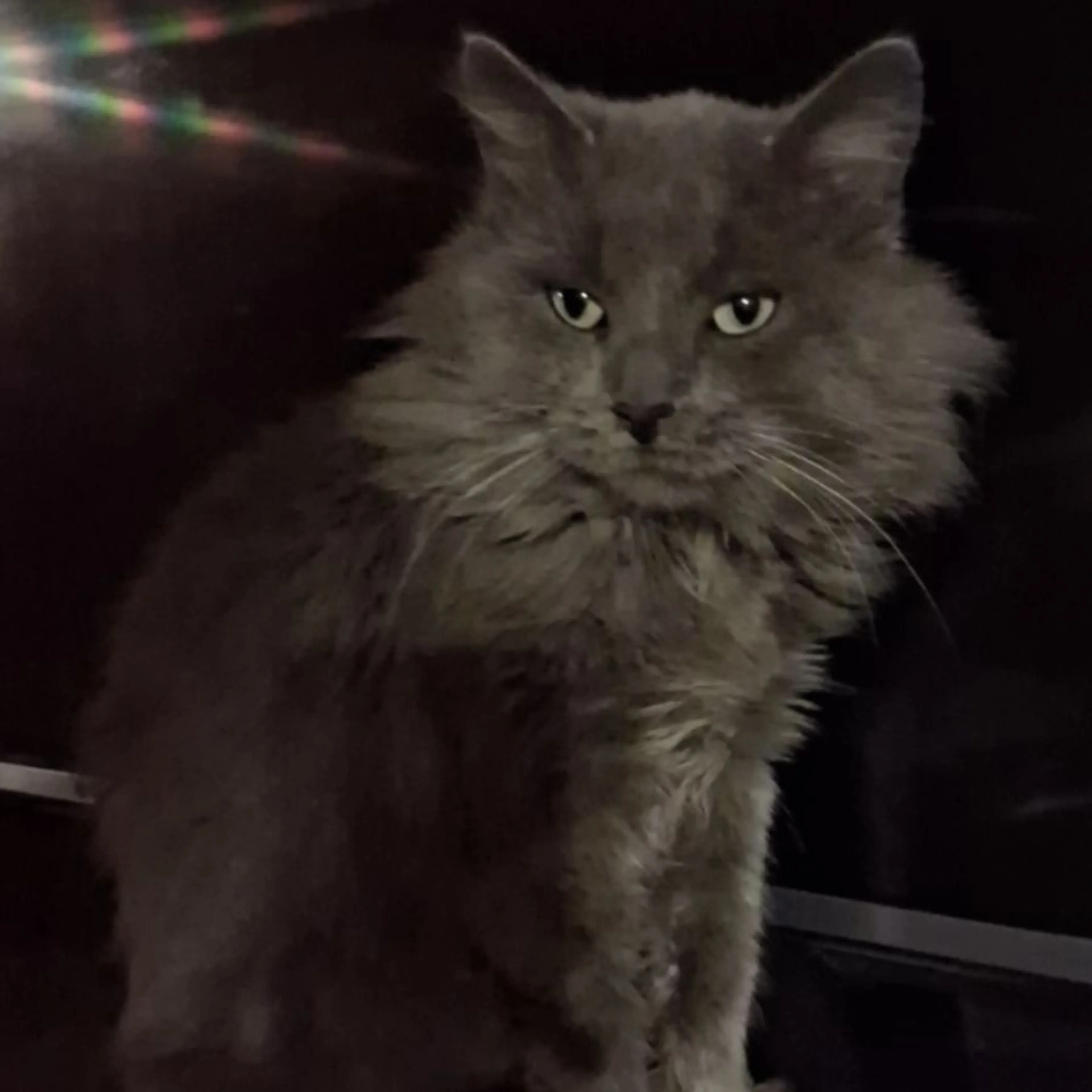 Lost pet
