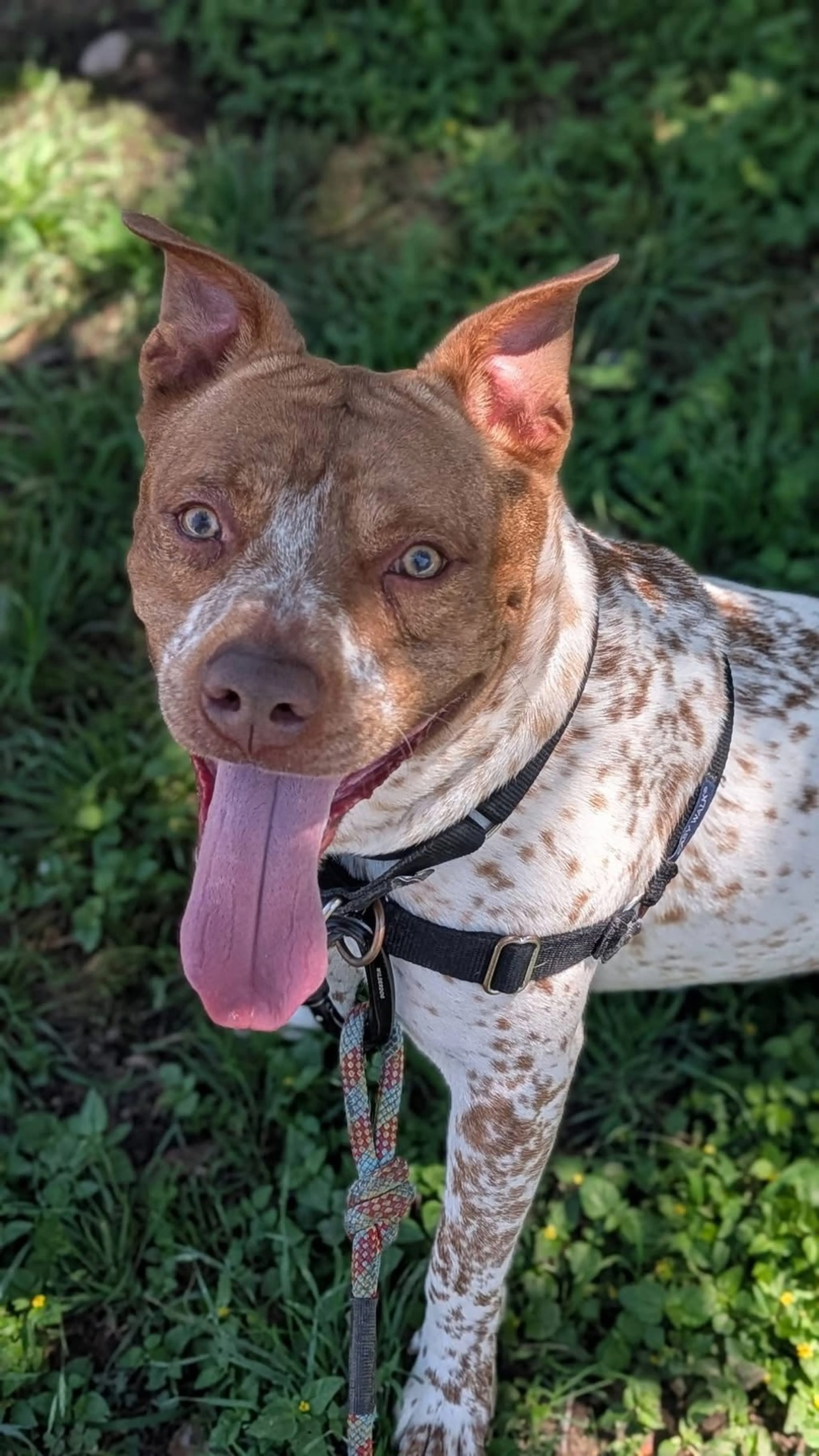 Found pet-1