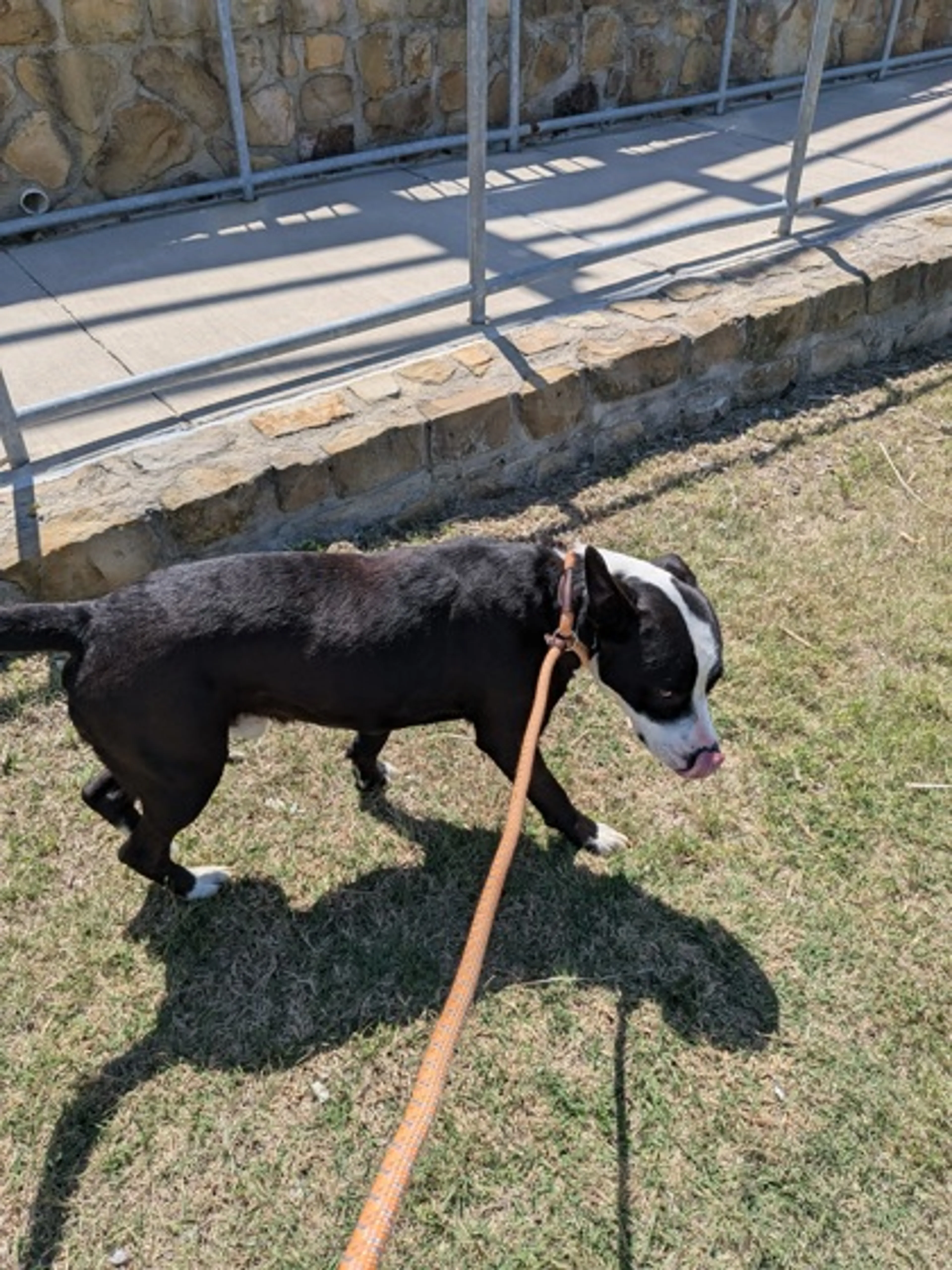 Found pet-2