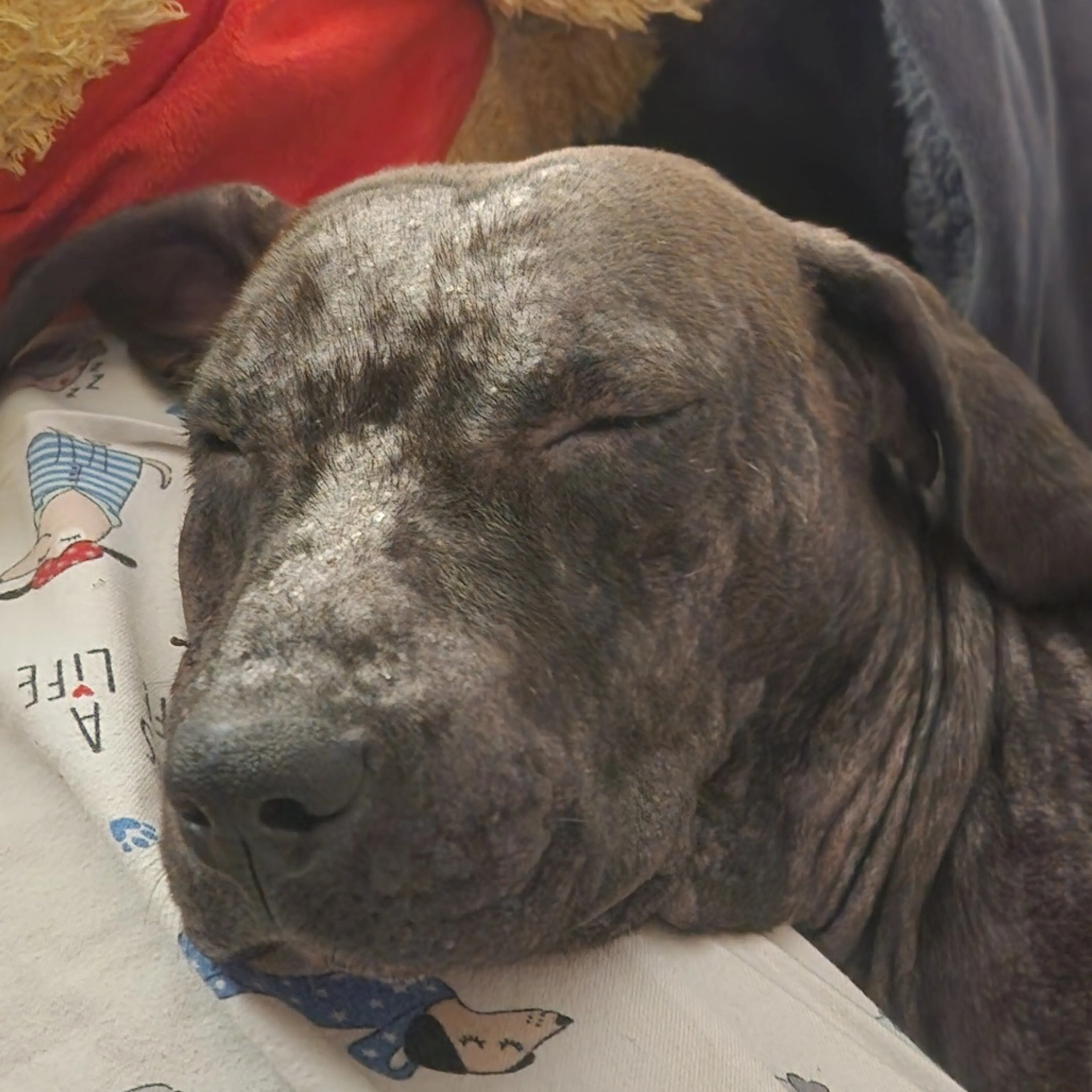 Found pet-6